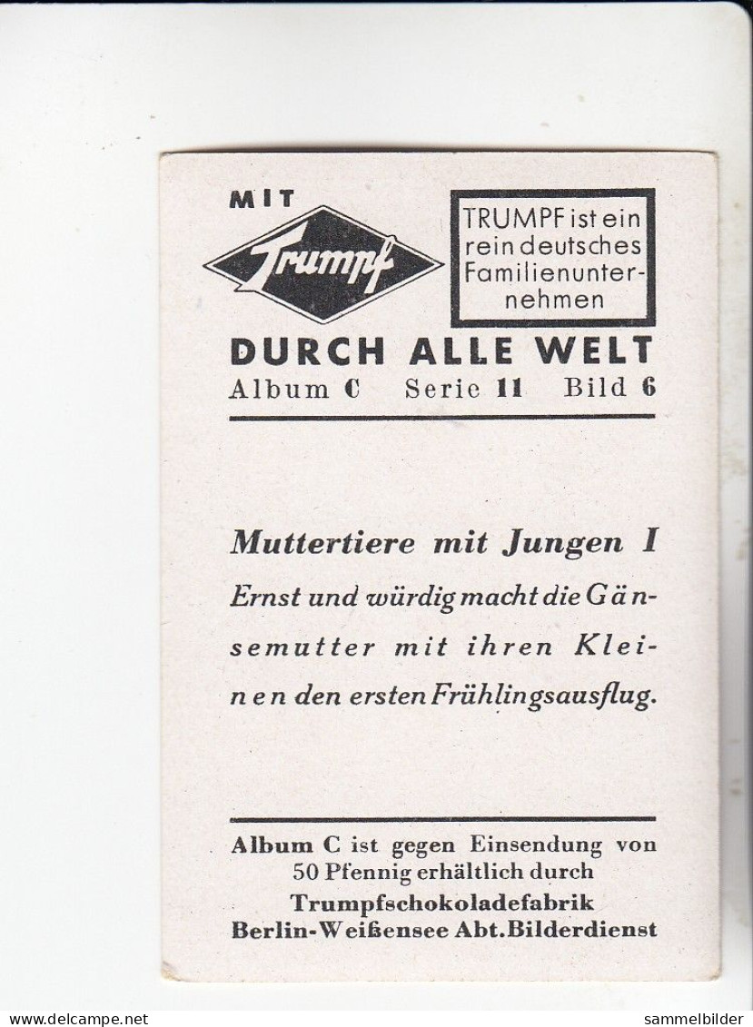 Mit Trumpf Durch Alle Welt Muttertiere Mit Jungen I Gänsemutter Mit  Ihren  Kleinen      C Serie 11 # 6 Von 1934 - Other Brands