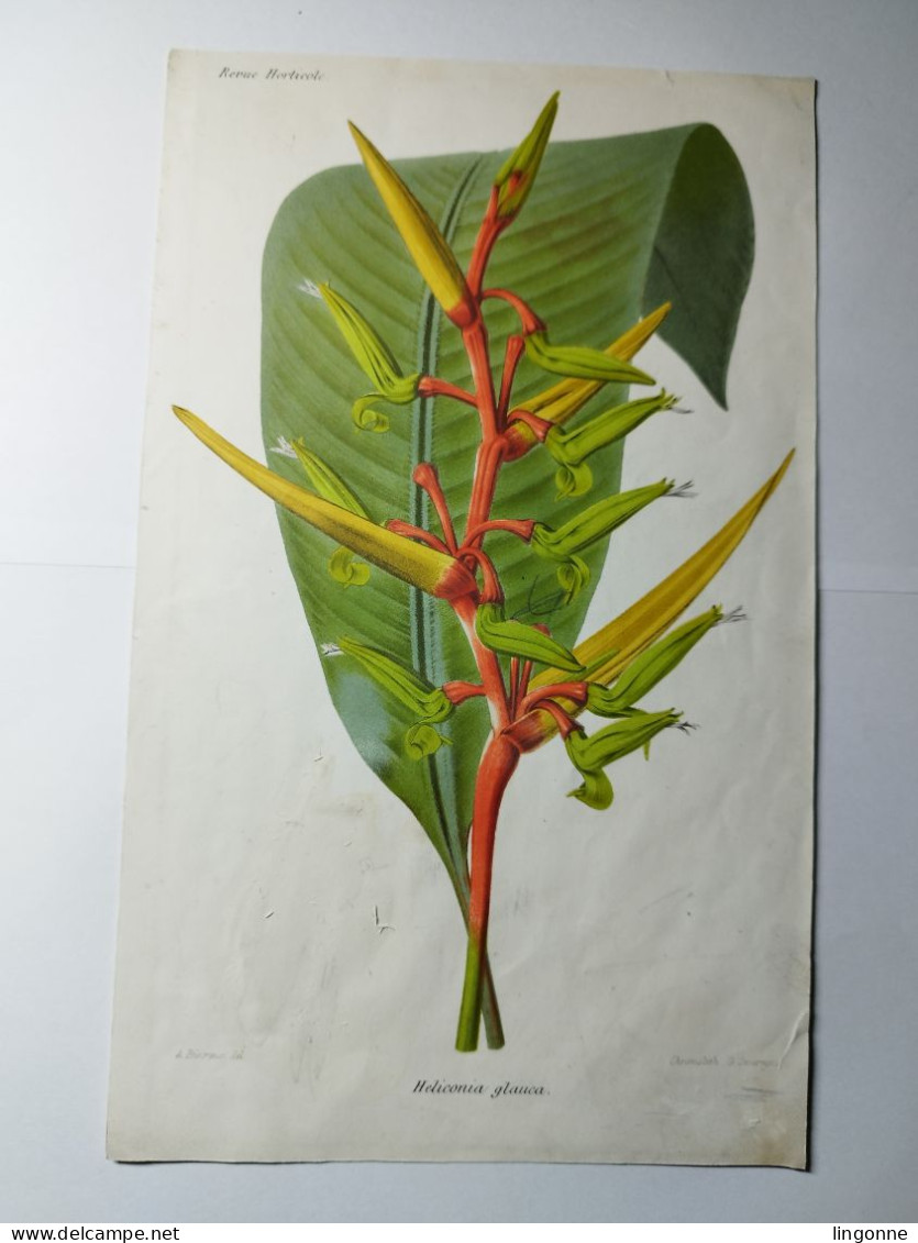 CHROMOLITHOGRAPHIE REVUE HORTICOLE HELICONIA GLAUCA 15 X 25 Cm (abimée) - Other & Unclassified