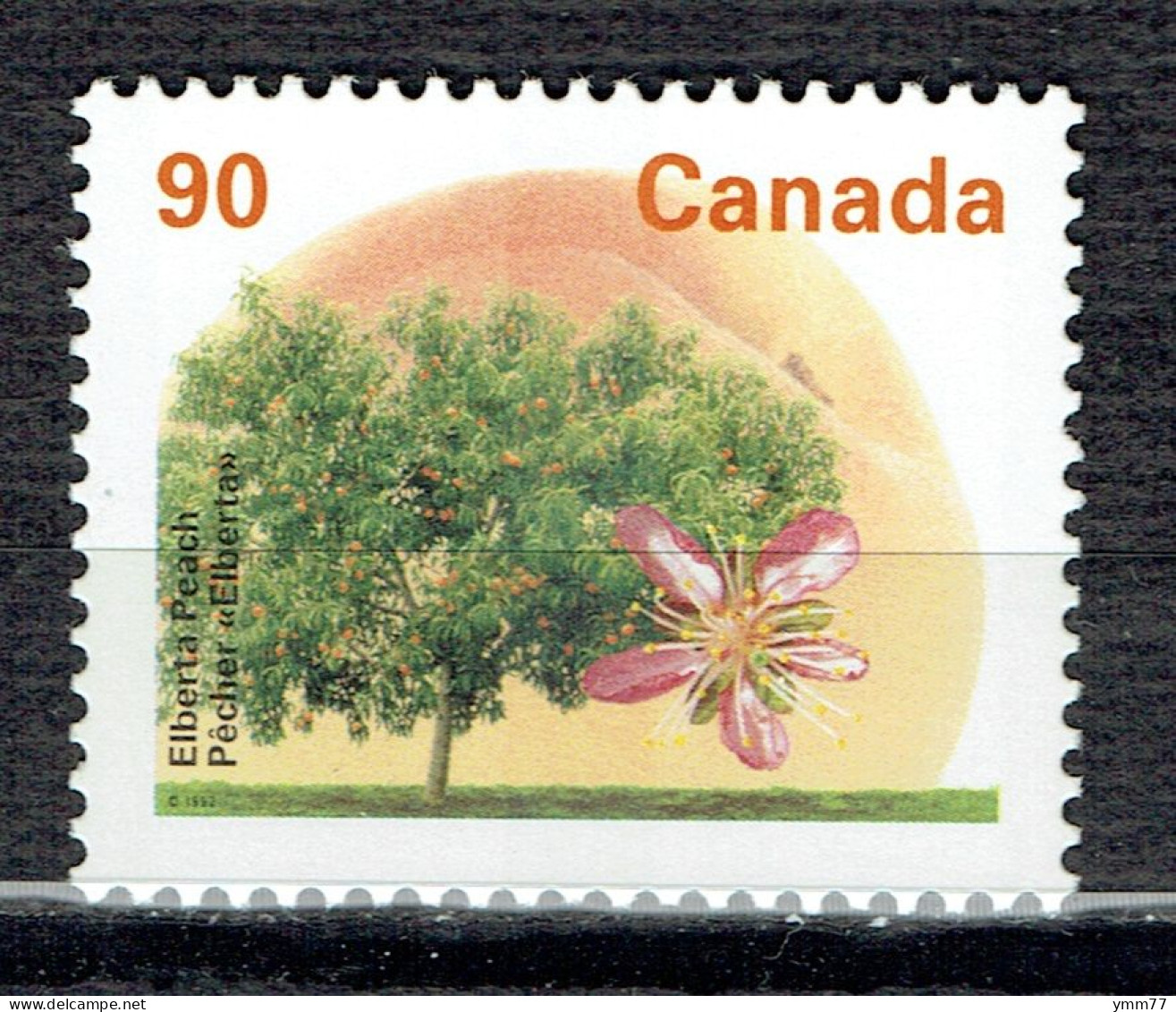 Arbres Fruitiers Du Canada : Pêcher - Ungebraucht