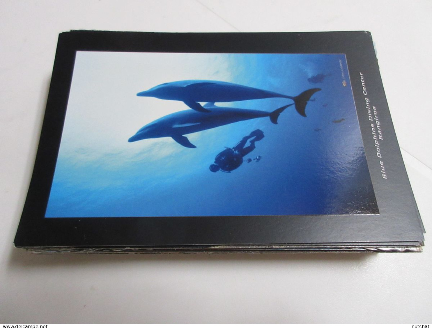 CP CARTE POSTALE ANIMAUX GRANDS DAUPHINS - Vierge - Dolphins