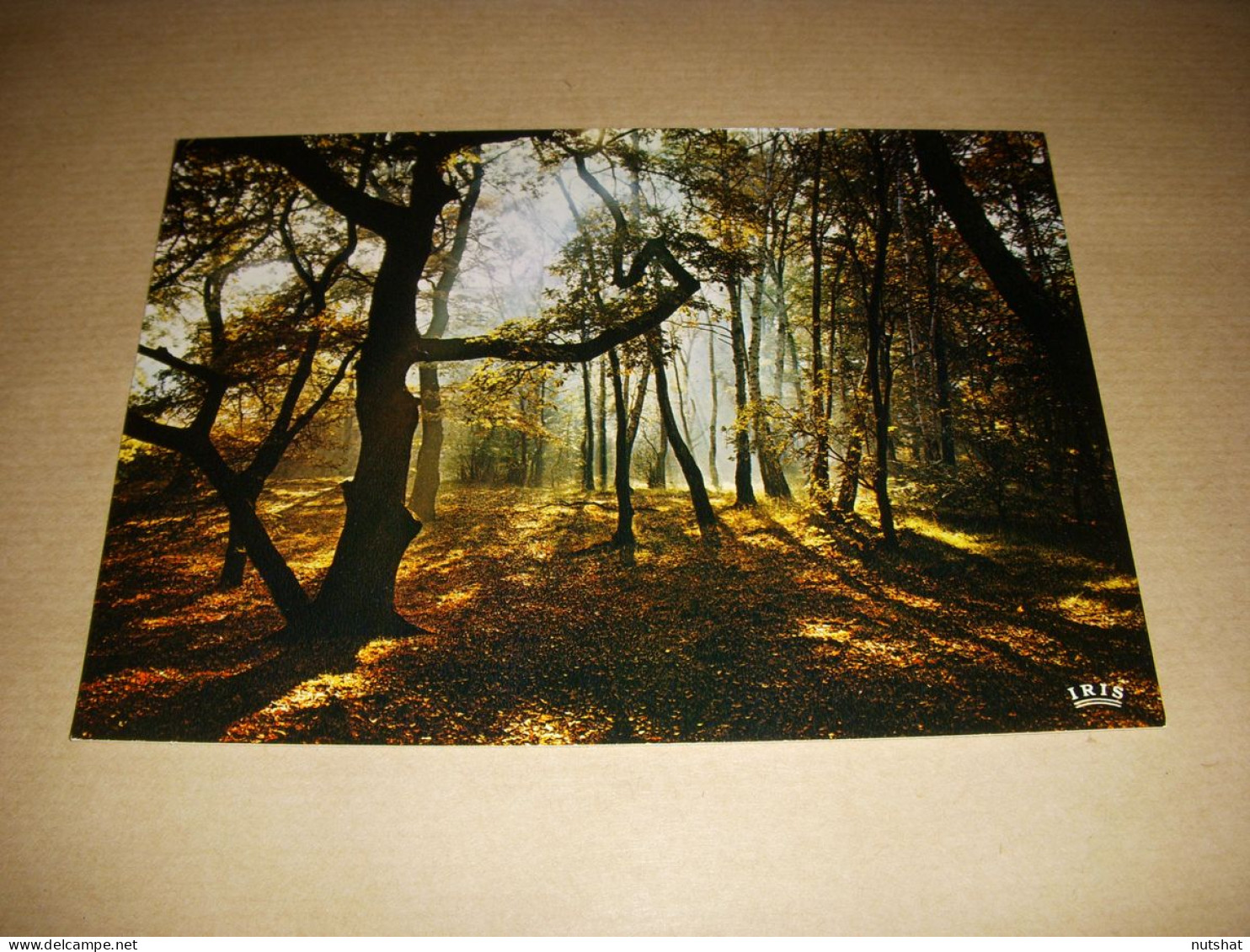 CP CARTE POSTALE PAYSAGE FORET TABLEAU D'AUTOMNE - Fotos