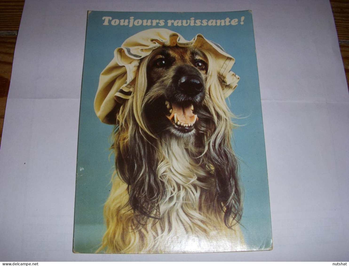 CP CARTE POSTALE MESSAGE TOUJOURS RAVISSANTE - CHIENNE - ECRITE En 1987 - Dogs
