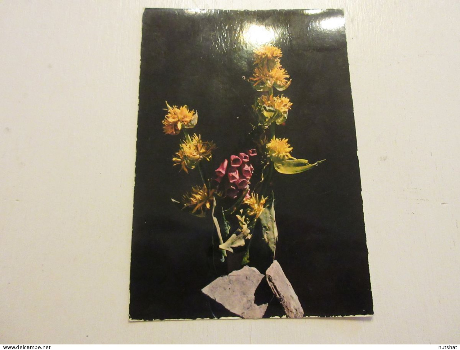 CP CARTE POSTALE PYRENEES FLEURS Des PYRENEES La GRANDE GENTIANE A FLEURS JAUNES - Blumen