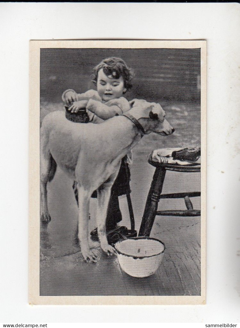 Mit Trumpf Durch Alle Welt Tiere Und Kinder II Mädchen Mit Windhund C Serie 12 # 6 Von 1934 - Zigarettenmarken