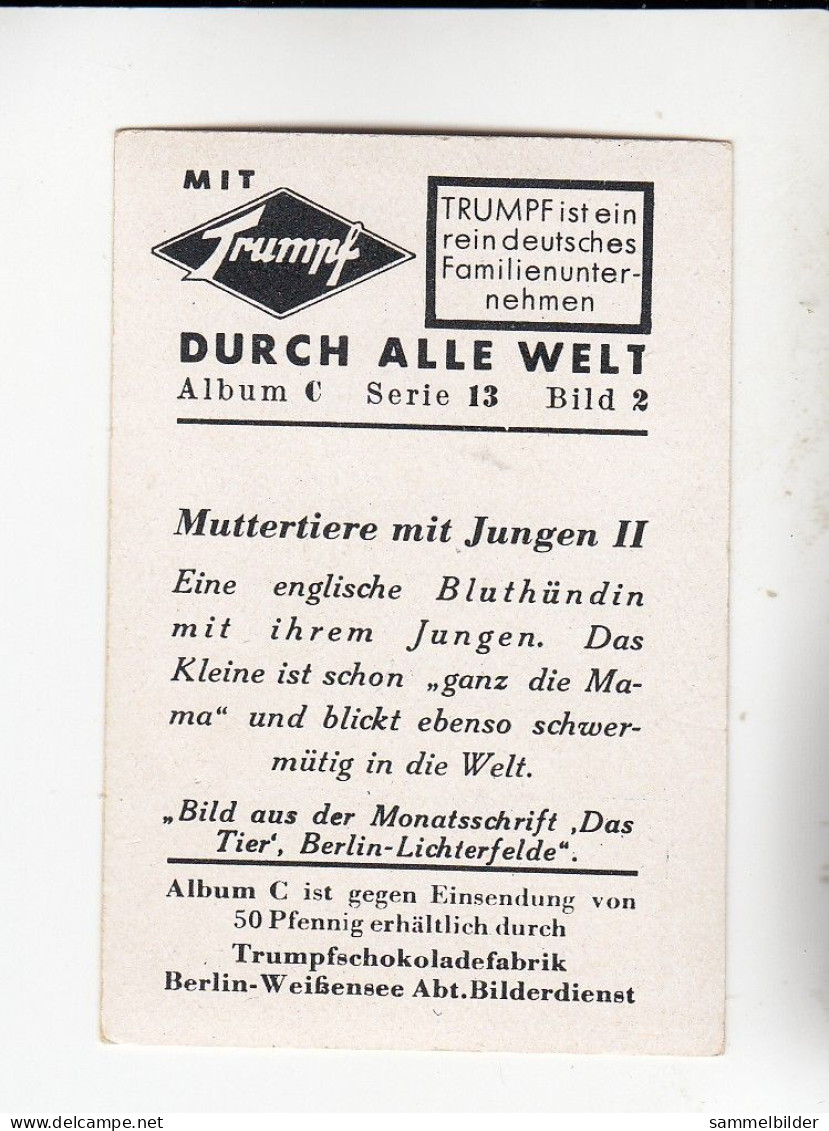 Mit Trumpf Durch Alle Welt Muttertiere Mit Jungen II Englische Bluthündin     C Serie 13 # 2 Von 1934 - Autres Marques