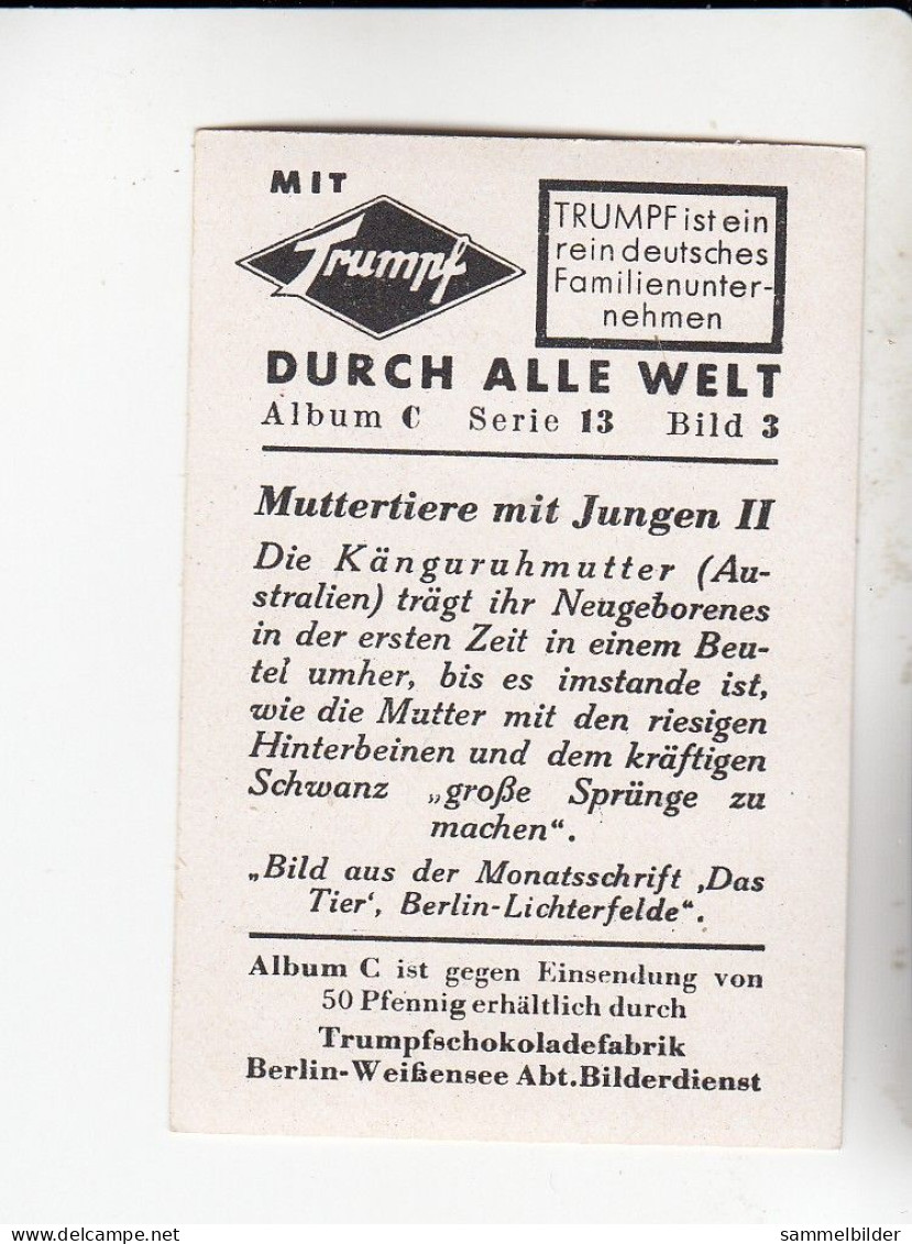 Mit Trumpf Durch Alle Welt Muttertiere Mit Jungen II Känguruhmutter   C Serie 13 # 3 Von 1934 - Zigarettenmarken