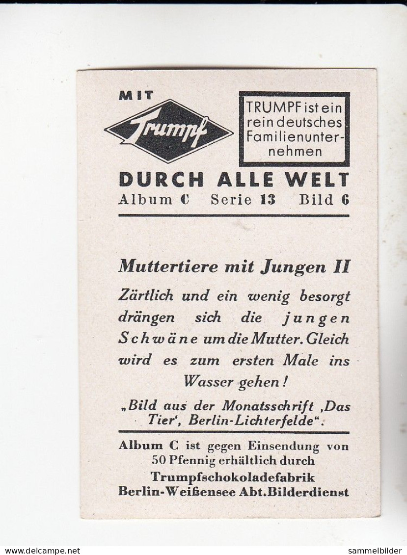 Mit Trumpf Durch Alle Welt Muttertiere Mit Jungen II Schwäne      C Serie 13 # 6 Von 1934 - Andere Merken