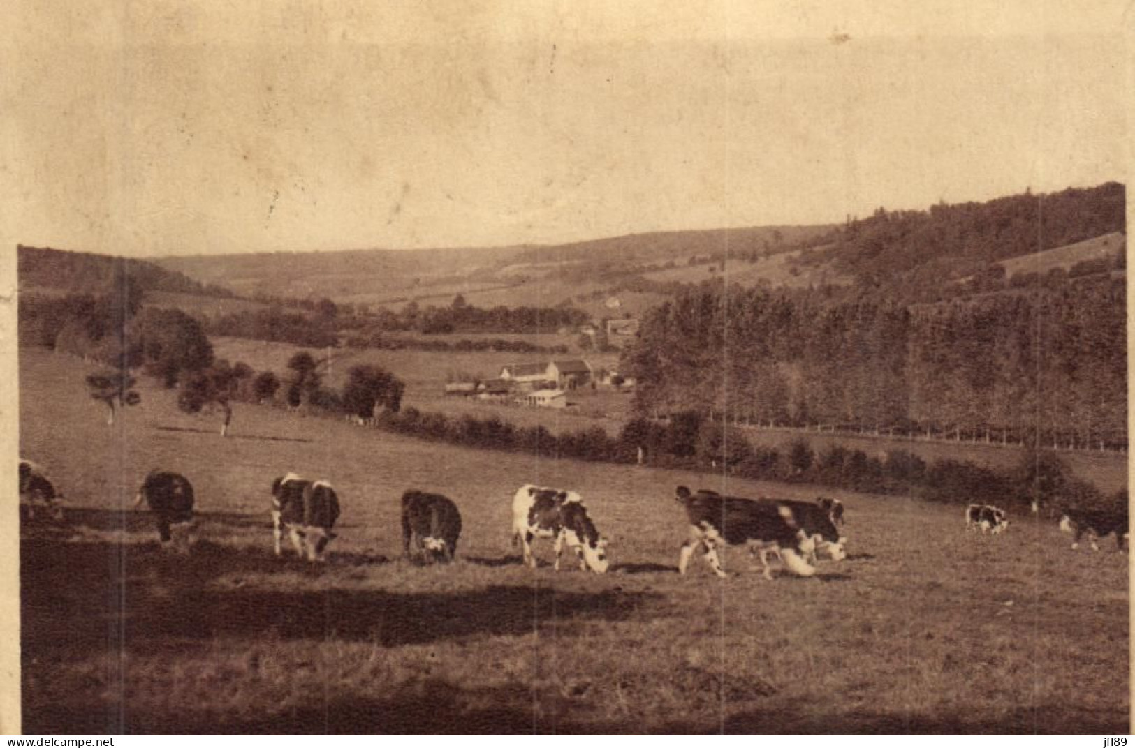 61 - Orne - Ponchardon - Paturage Et Ses Vaches - 7116 - Andere & Zonder Classificatie