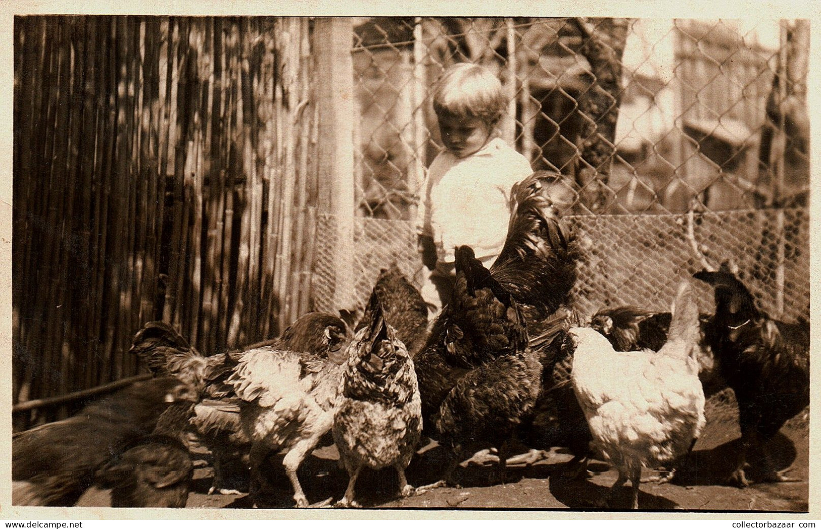 Stunning Real Photo Postcard Of A Boy And Chiken Hen In A Farm - Farms