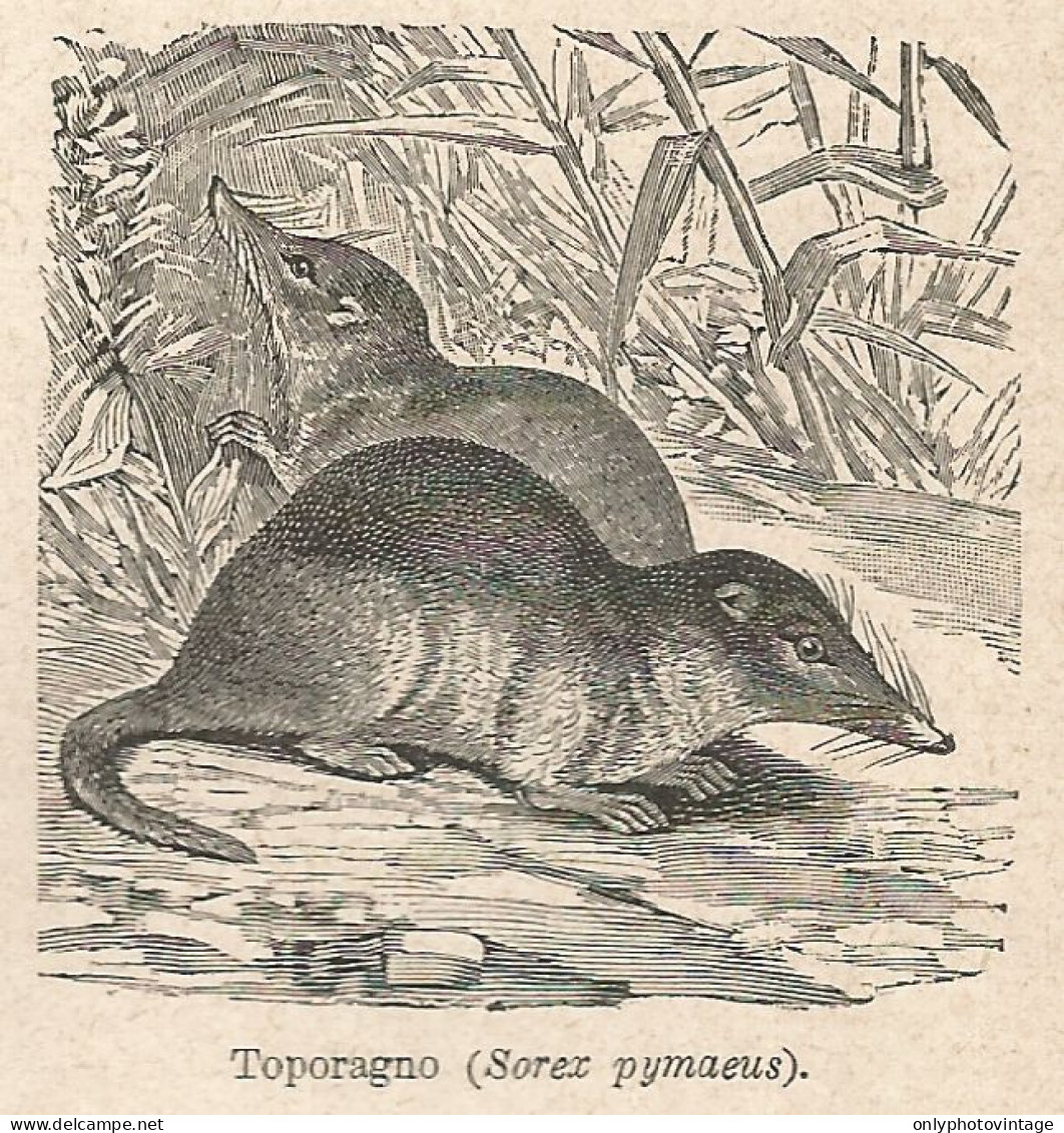 Toporagno (Sorex Pymaeus) - Stampa Antica Del 1931 - Xilografia - Estampes & Gravures