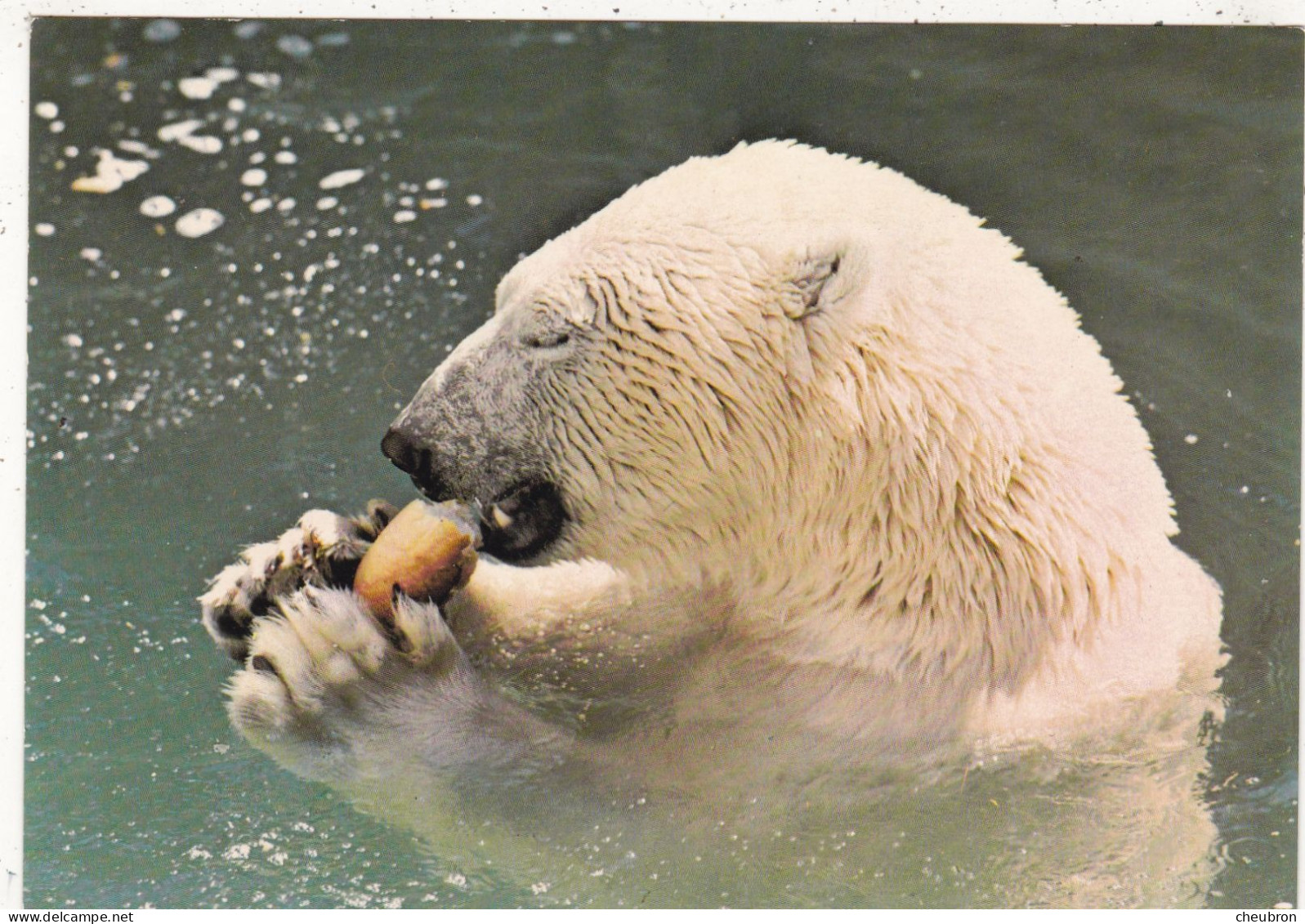 FAUNE LES MATHES.(17). " OURS BLANC ". ZOO DE LA PALMYRE; - Bears