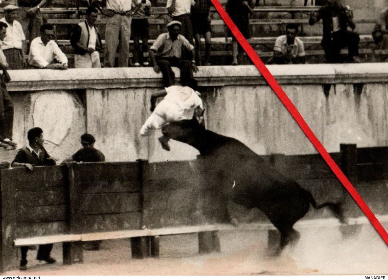 Ph GEORGE ARLES - Manade - Taureau - Gardian - Razeteur - Arlésiennes - Nimes - Taureaux - Gardians - Raseteur - Toros - Nîmes