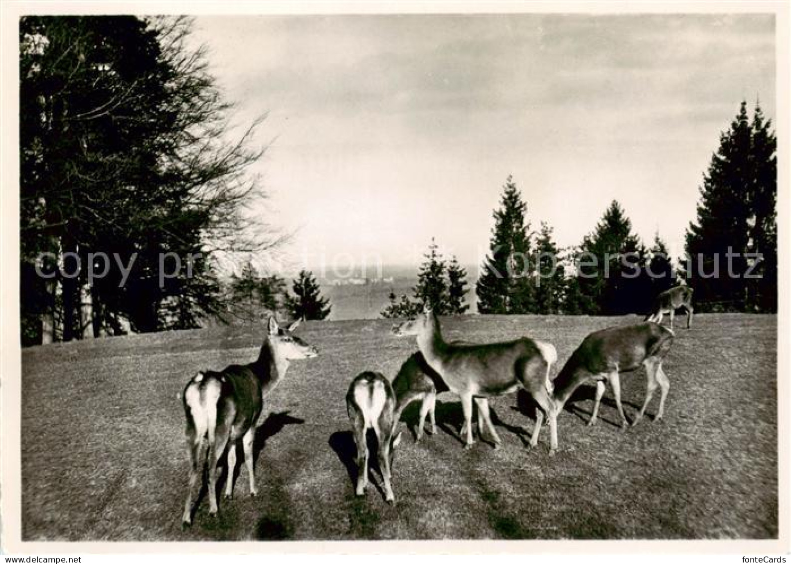 13795741 St Gallen SG Wildpark Peter Und Paul Rehe St Gallen SG - Sonstige & Ohne Zuordnung