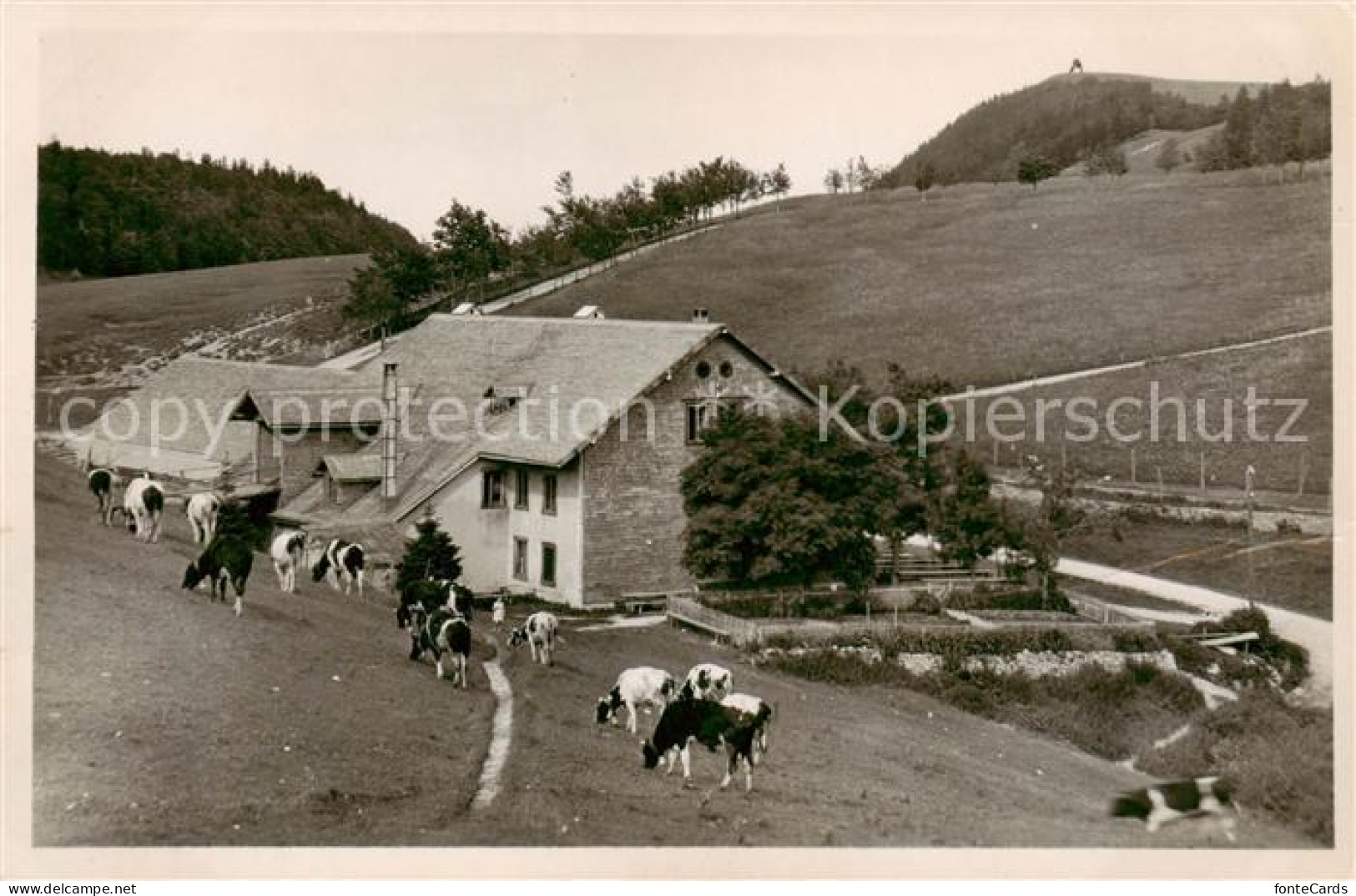 13795094 Weissenstein 1300m SO Wirtschaft Z. Sennhaus M. Kuhherde  - Autres & Non Classés