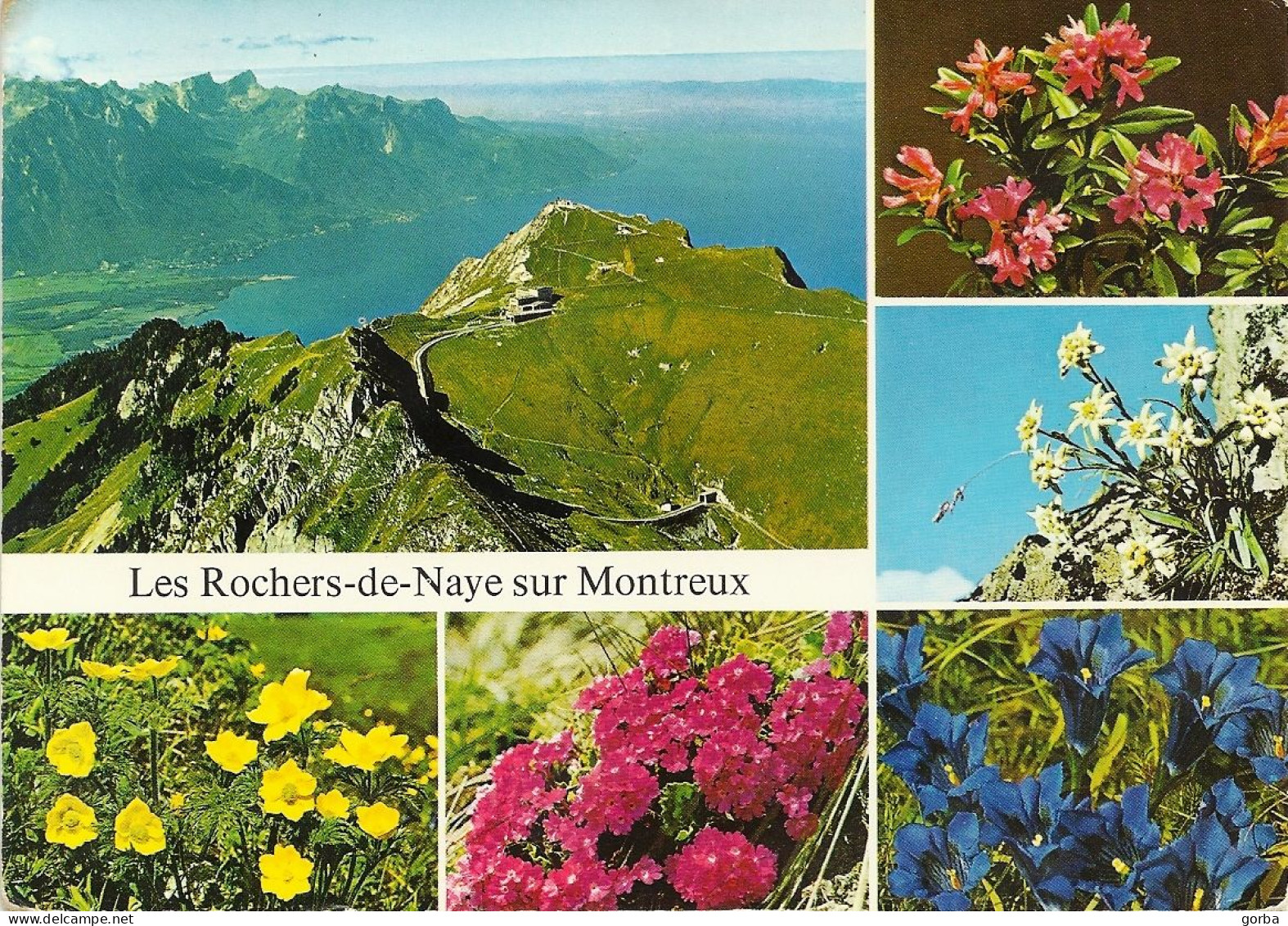 *CPM - SUISSE - VAUD - MONTREUX - Les Rochers De Naye Sur Montreux - Flore Locale - Montreux