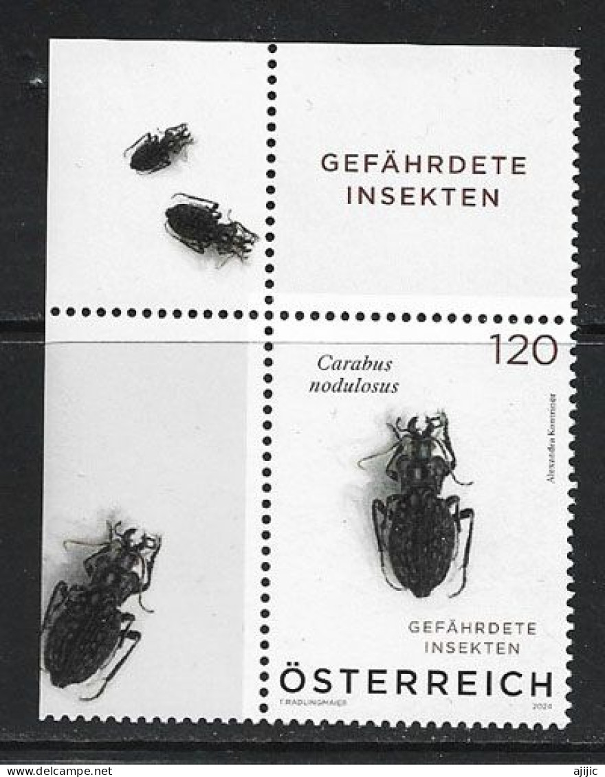 2024. AUSTRIA. ENDANGERED INSECT: (Carabe Noduleux), Timbre Neuf ** - Other & Unclassified