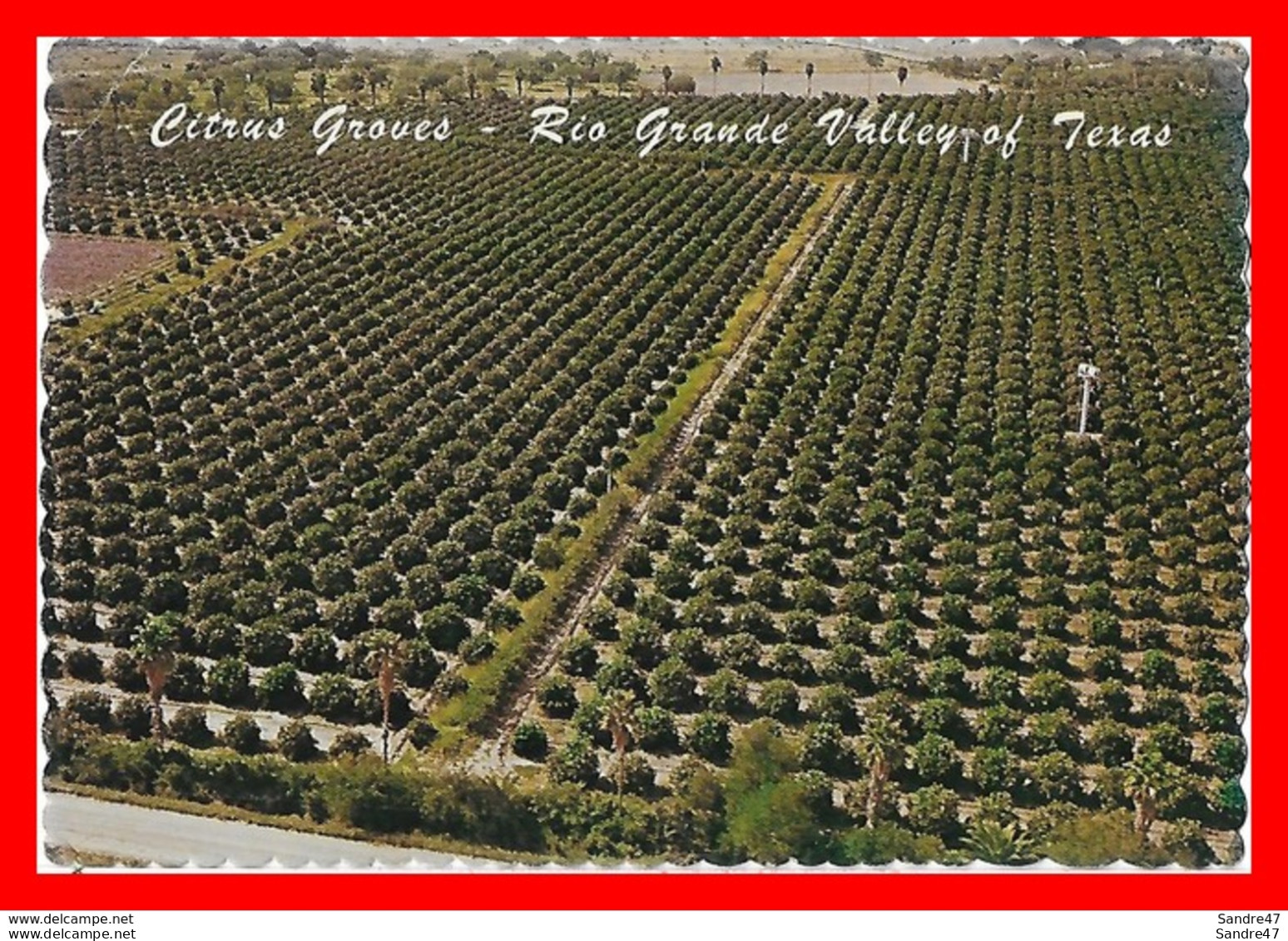 CPSM/gf  RIO GRANDE VALLEY (Etats-Unis)  An Aerial View Of Citrus Groves...H380 - Culture