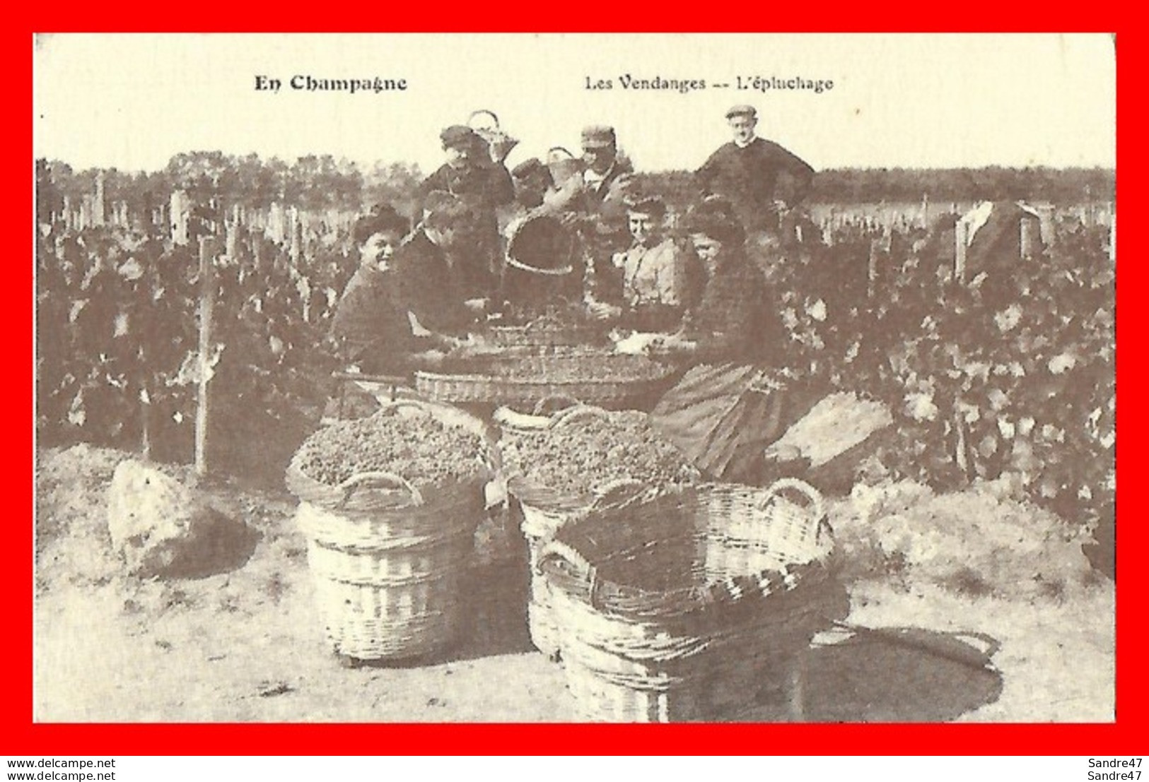 CPA  VIGNES En Champagne. Les Vendanges, L'épluchage, Animé...H349 - Vigne