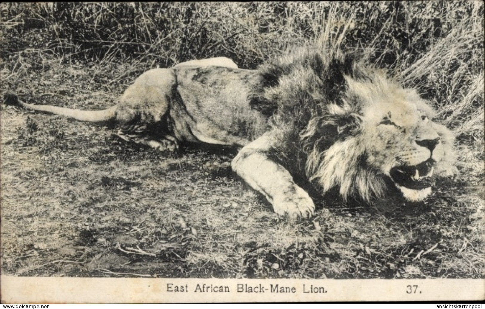 CPA Afrikanischer Löwe - Costumi