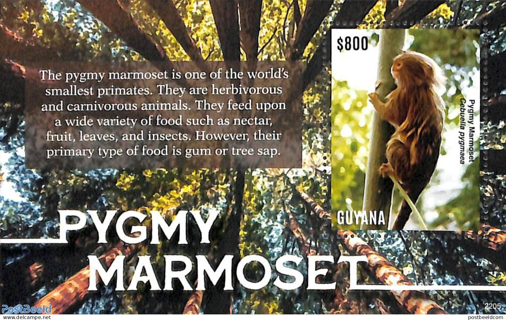 Guyana 2022 Pygmy Marmoset S/s, Mint NH, Nature - Animals (others & Mixed) - Monkeys - Guyana (1966-...)
