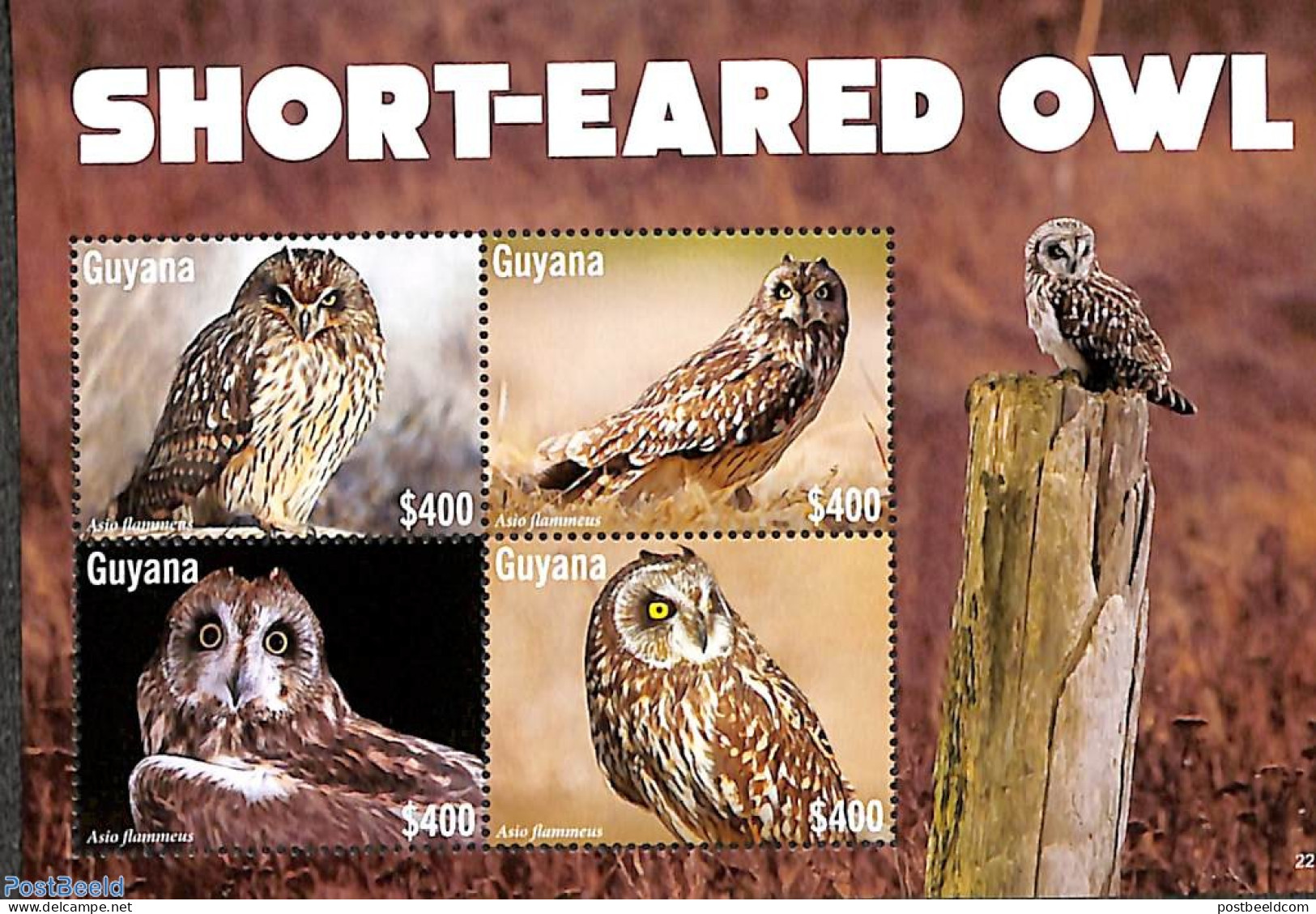Guyana 2022 Short-Eared Owl 4v M/s, Mint NH, Nature - Birds - Owls - Guyane (1966-...)