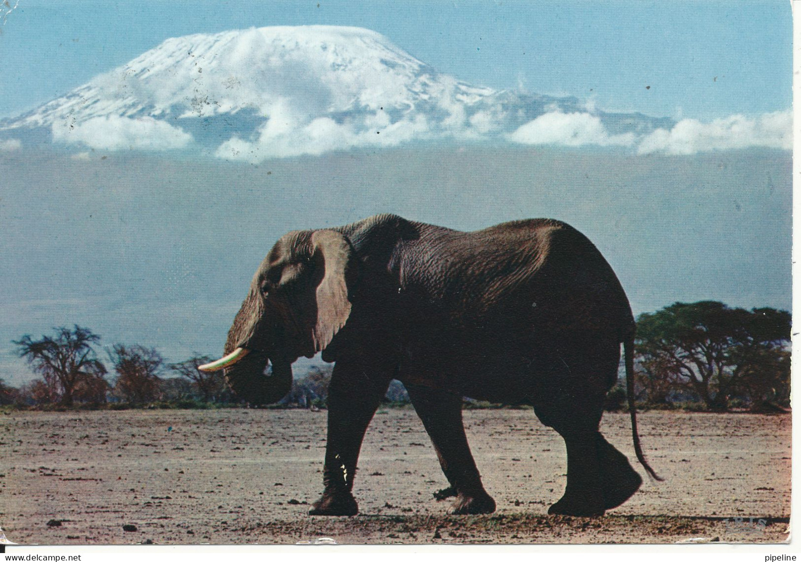 Tanzania Postcard Sent To Switzerland 8-9-1969 (Elephant And Mt. Kilimanjaro) - Tanzanie