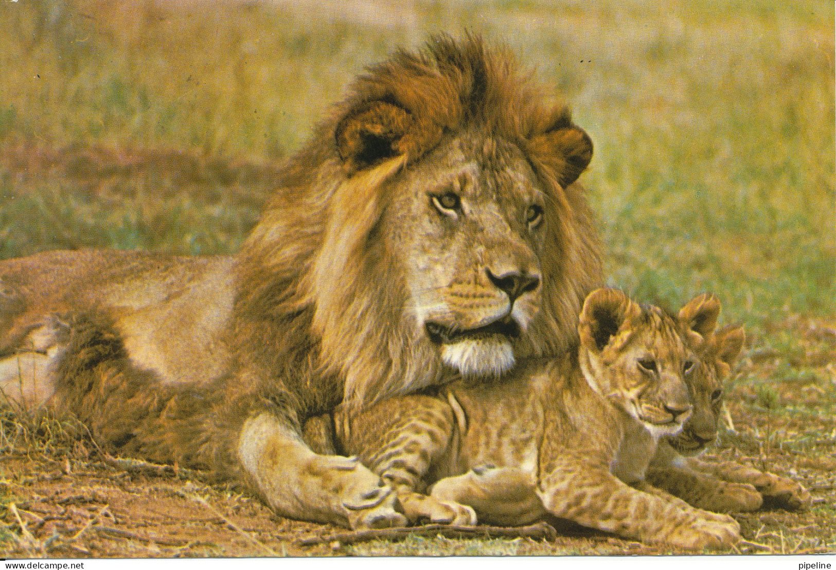 Zimbabwe Postcard Sent To Denmark 15-6-1982 (Lions) - Zimbabwe