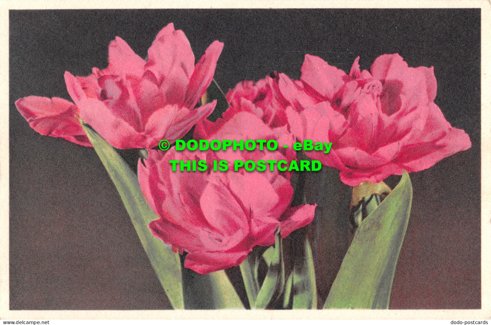 R507054 Tulipa. Stehli. No. 688. Postcard - World