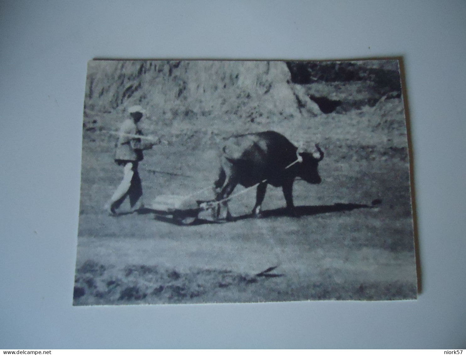 INDIA POSTCARDS  WORKING COW LAND   TIMBER  FOR MORE PURCHASES 10% DISCOUNT - Inde