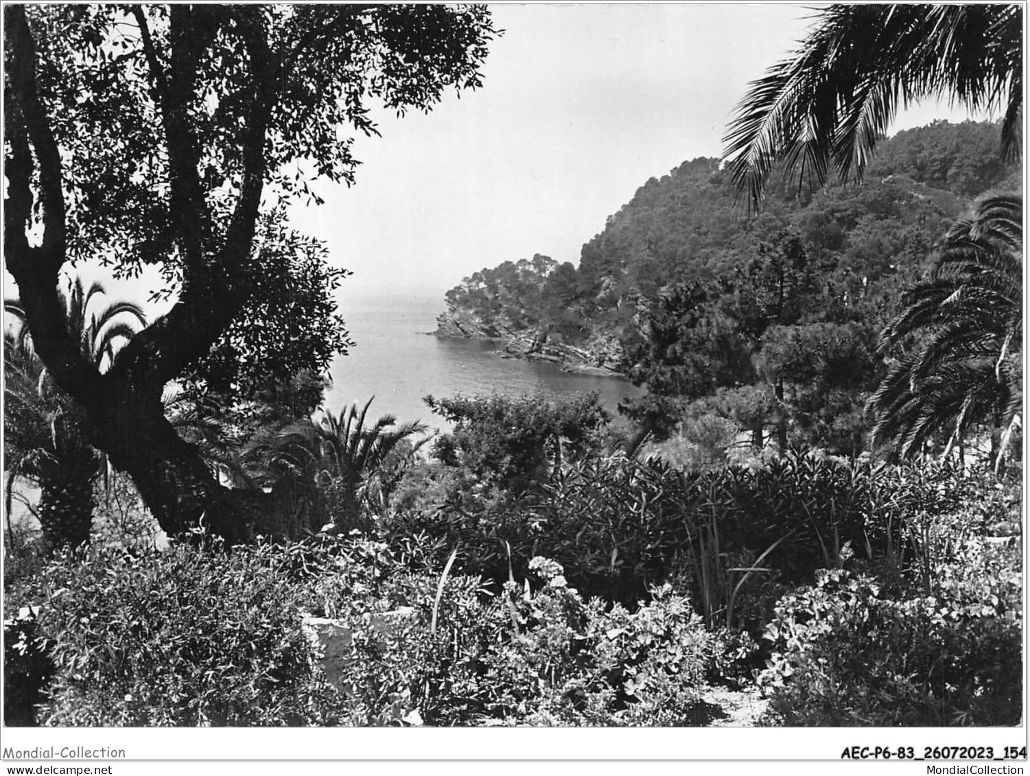 AECP6-83-0558- LE-RAYOL - Pointe De Thalassa  - Rayol-Canadel-sur-Mer