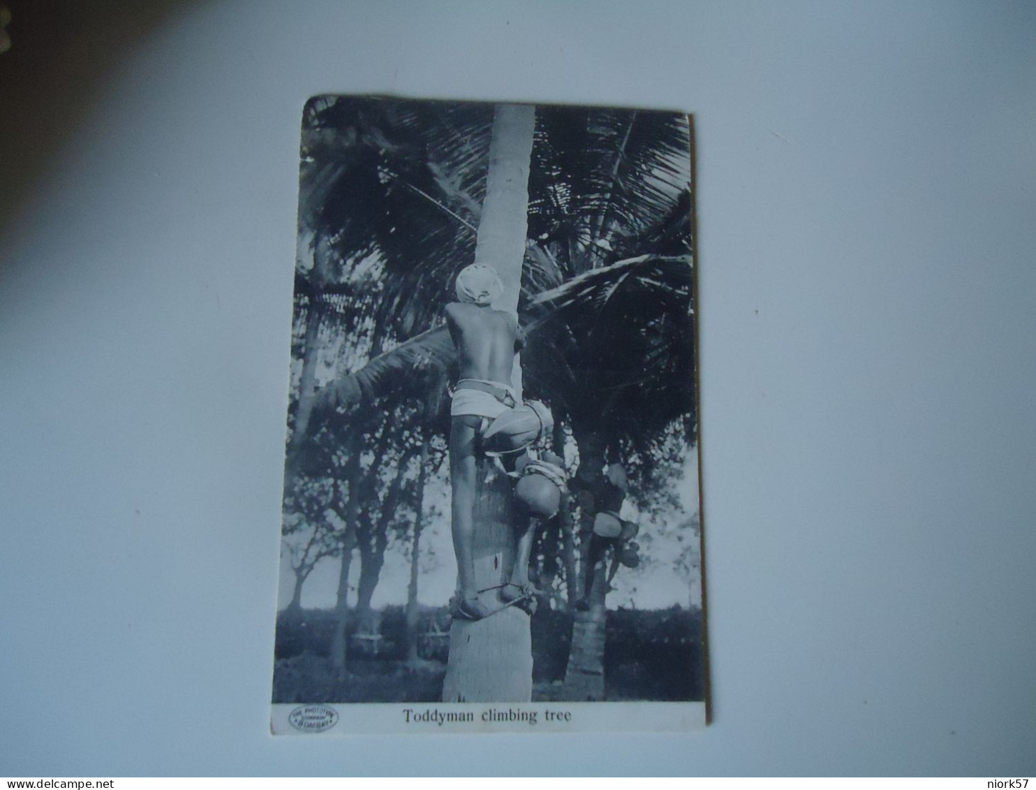 INDIA POSTCARDS  TODDYMAN CLIMBING TREE   TIMBER  FOR MORE PURCHASES 10% DISCOUNT - Indien