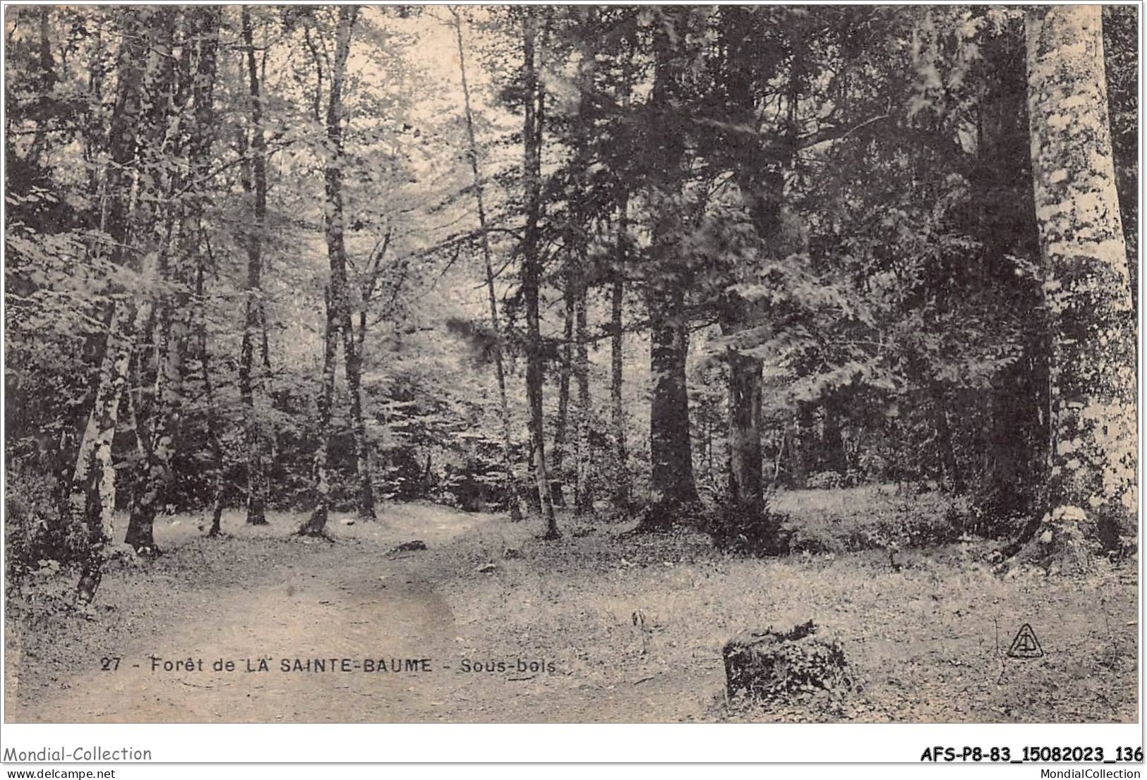 AFSP8-83-0670 - Forêt De LA SAINTE-BAUME - Sous-bois  - Saint-Maximin-la-Sainte-Baume