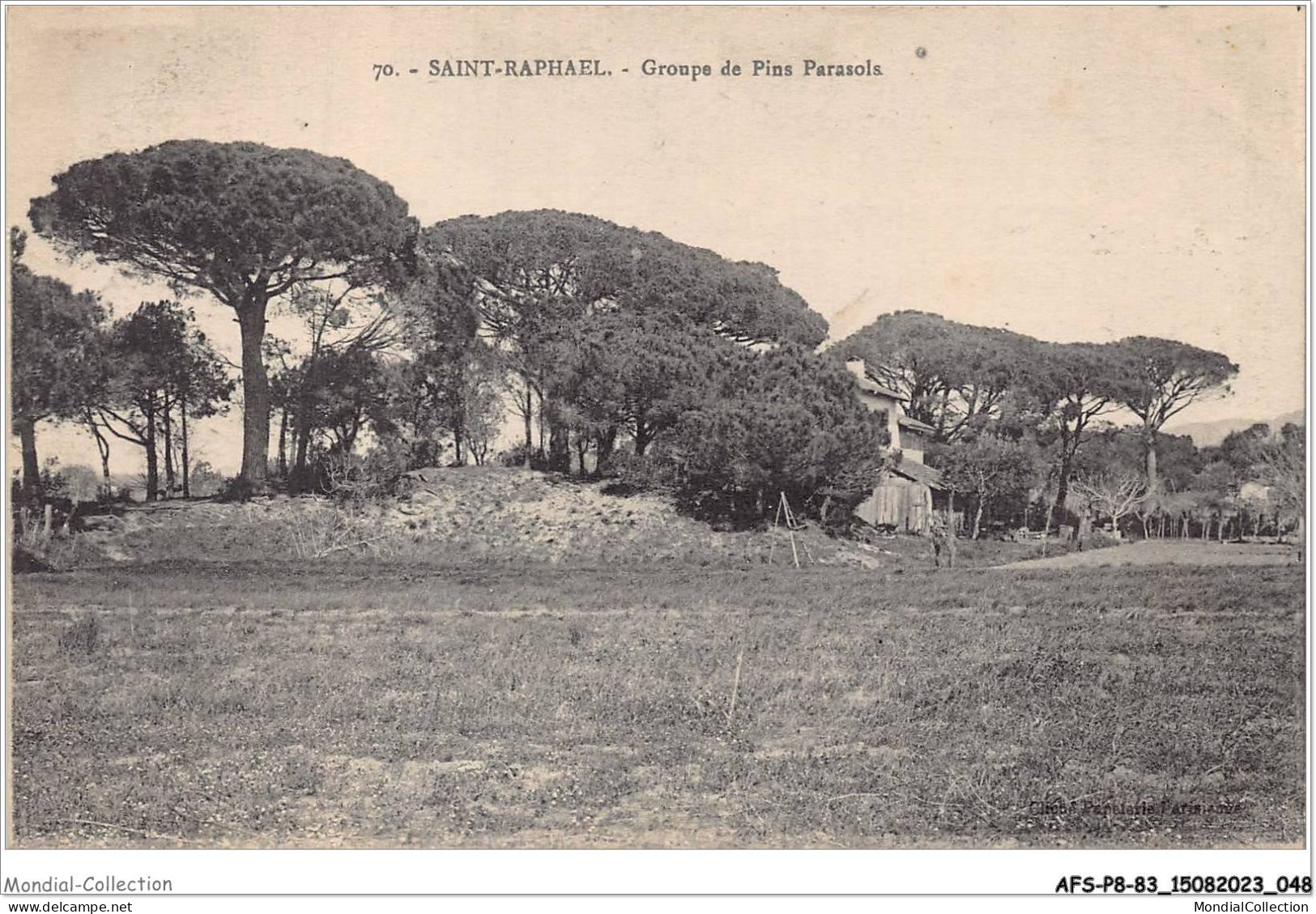 AFSP8-83-0626 - SAINT-RAPHAEL - Groupe De Pins Parasols  - Saint-Raphaël