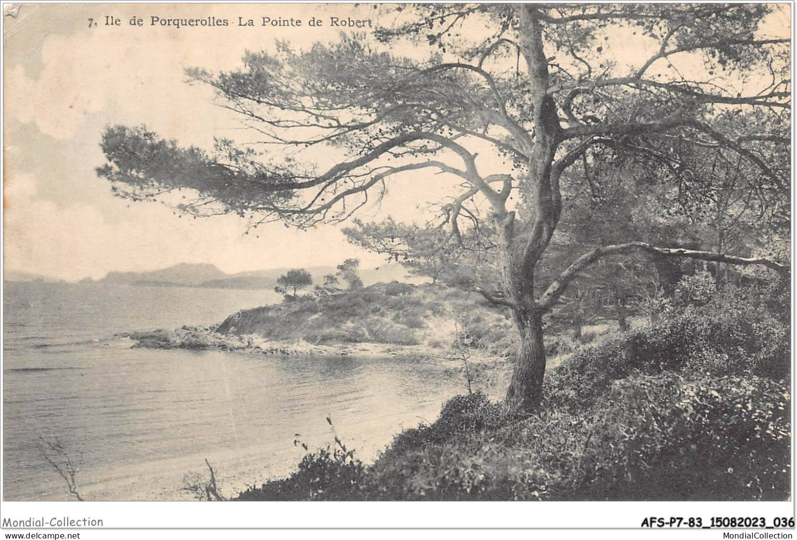 AFSP7-83-0522 - ILE  DE PORQUEROLLES - La Pointe De Robert  - Porquerolles