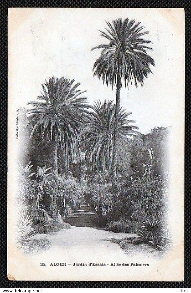 (33A)  Alger- Jardin D'Essais- Ecrite En 1905 - Algiers