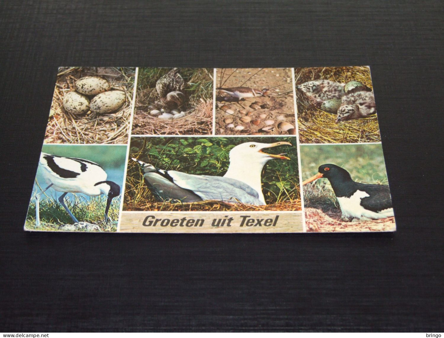 75222-    VOGELS / BIRDS / VÖGEL / OISEAUX / AVES - Birds