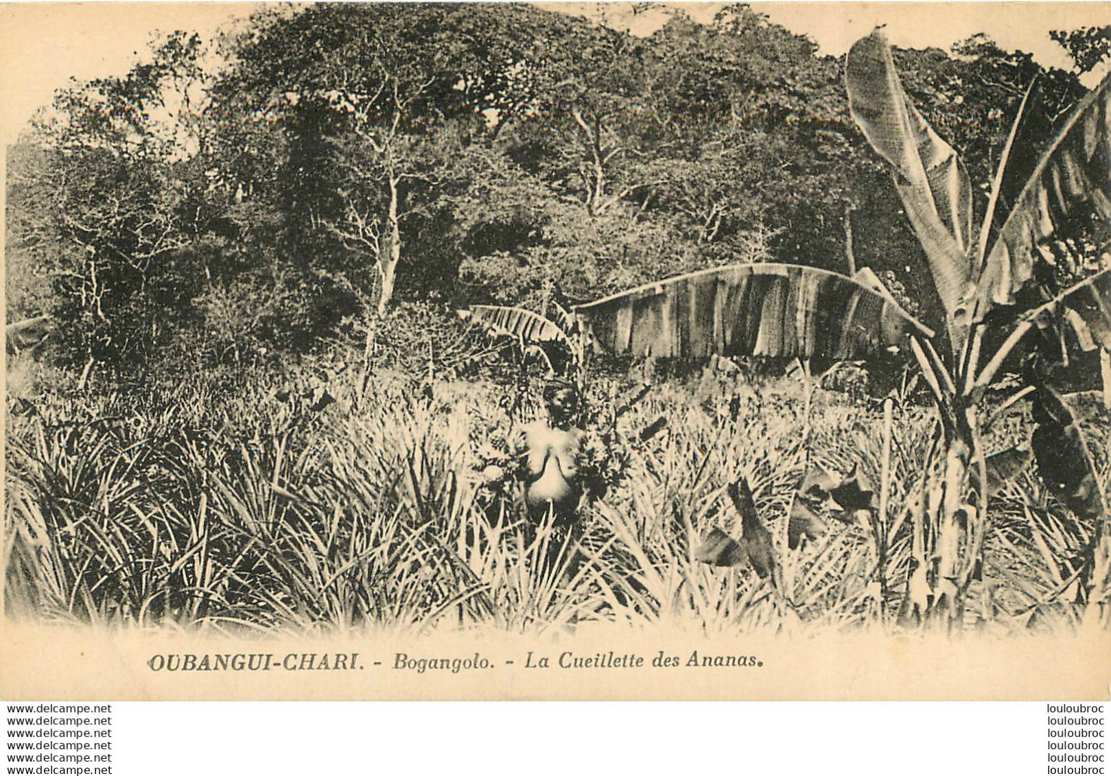 OUBANGUI CHARI BOGANGOLO LA CUEILLETTE DES ANANAS - Central African Republic