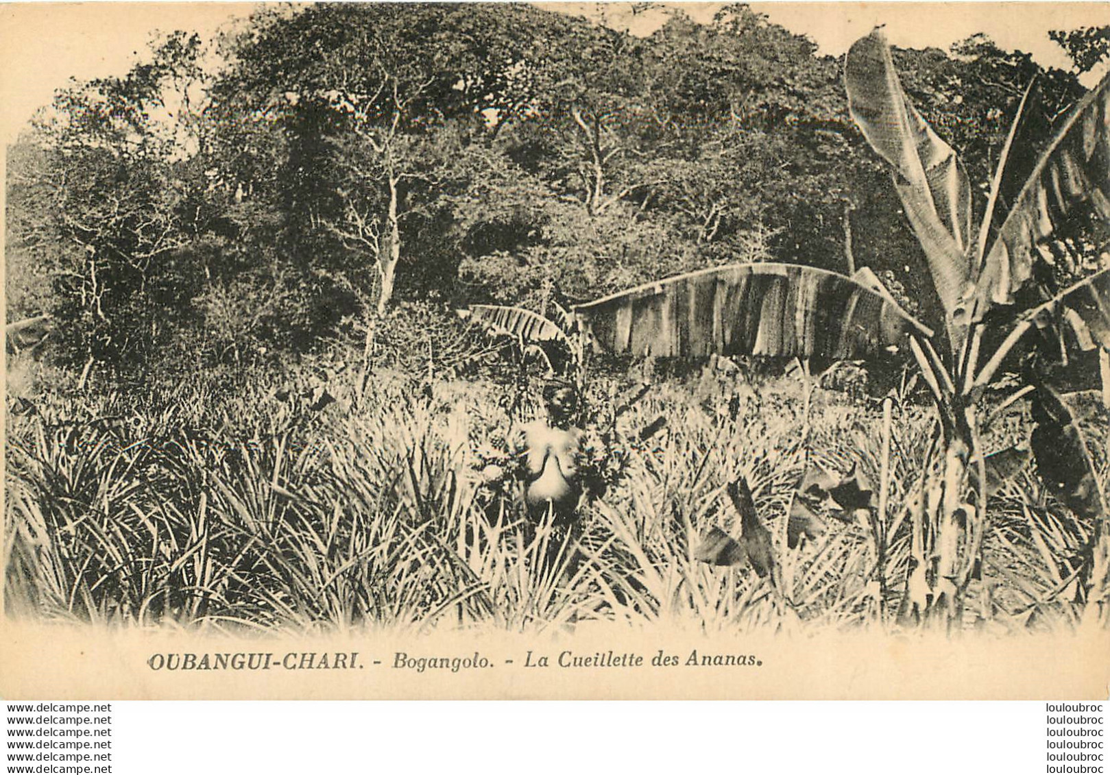 OUBANGUI CHARI BOGANGOLO LA CUEILLETTE DES ANANAS - Repubblica Centroafricana