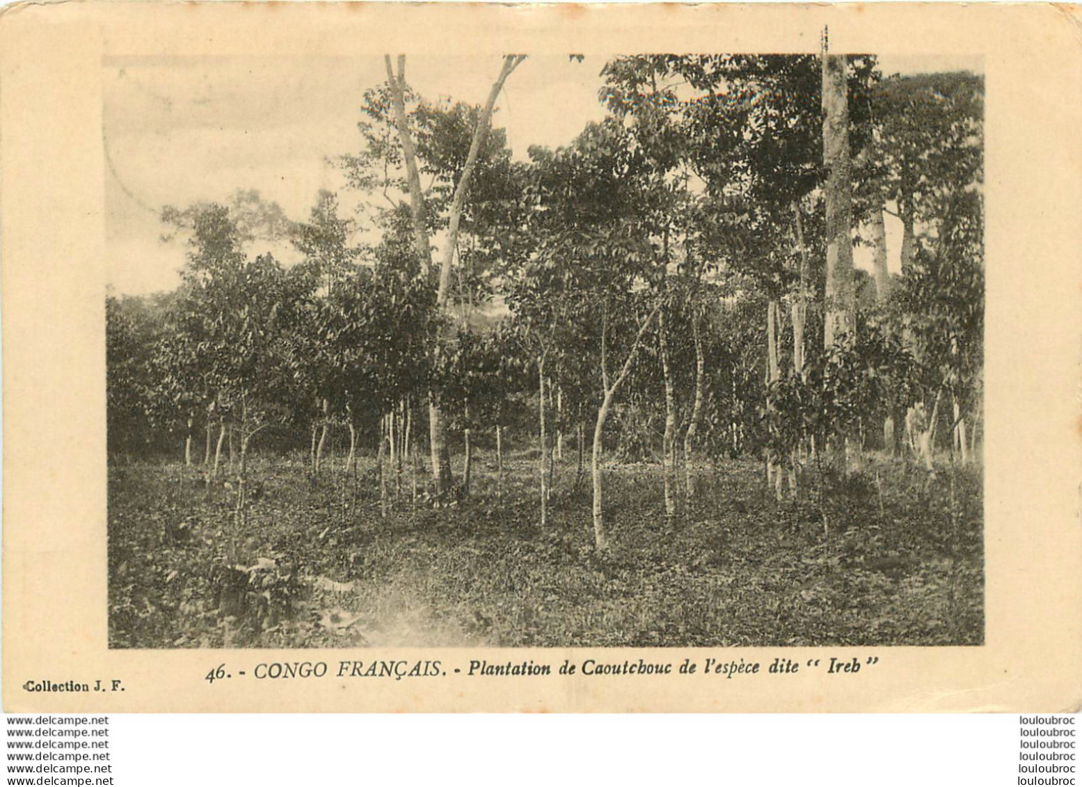 CONGO FRANCAIS PLANTATION DE CAOUTCHOUC DE L'ESPECE  DITE  IREB  COLLECTION J.F. - Congo Francés
