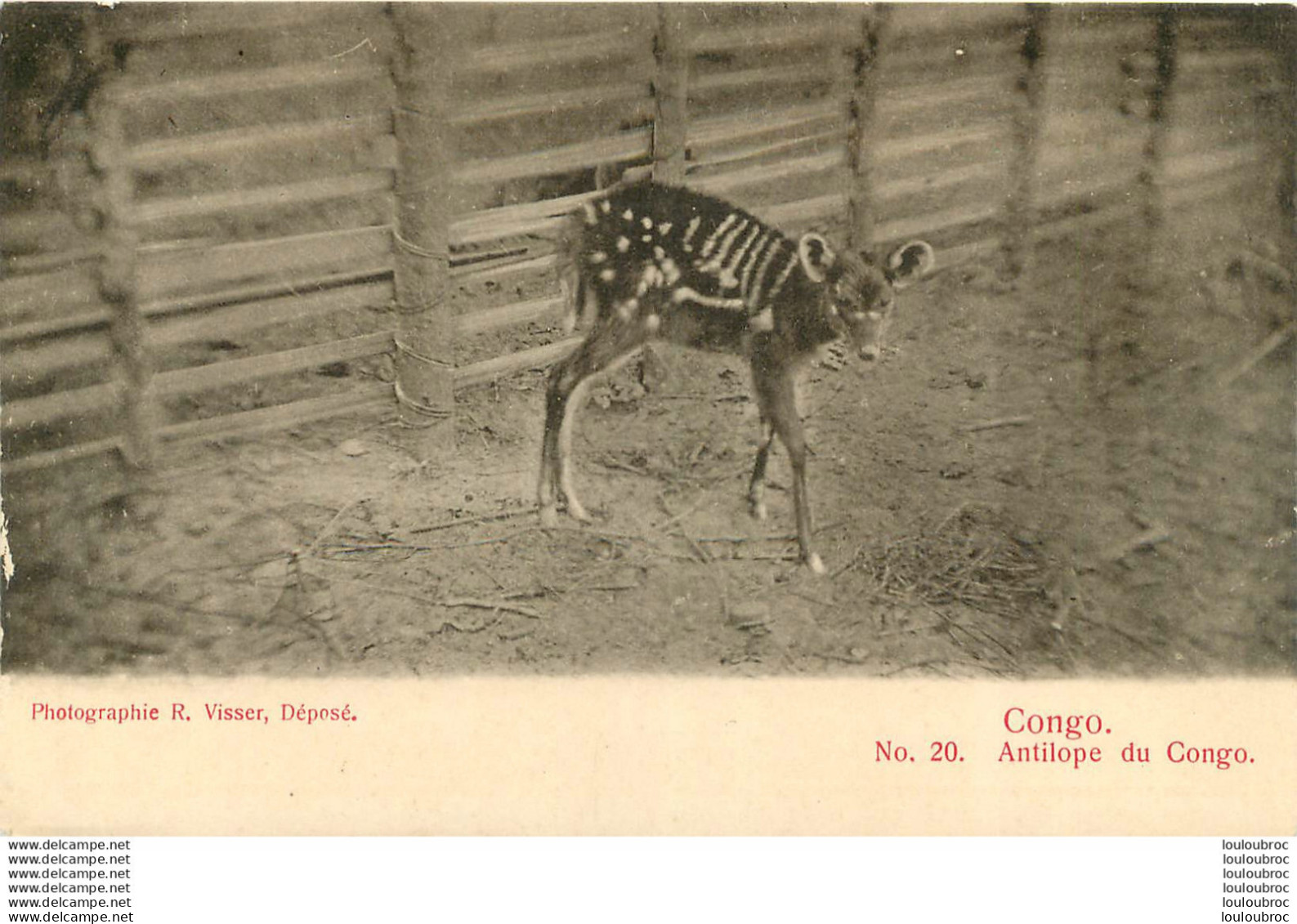 CONGO FRANCAIS ANTILOPE DU CONGO EDITION VISSER - Congo Francese