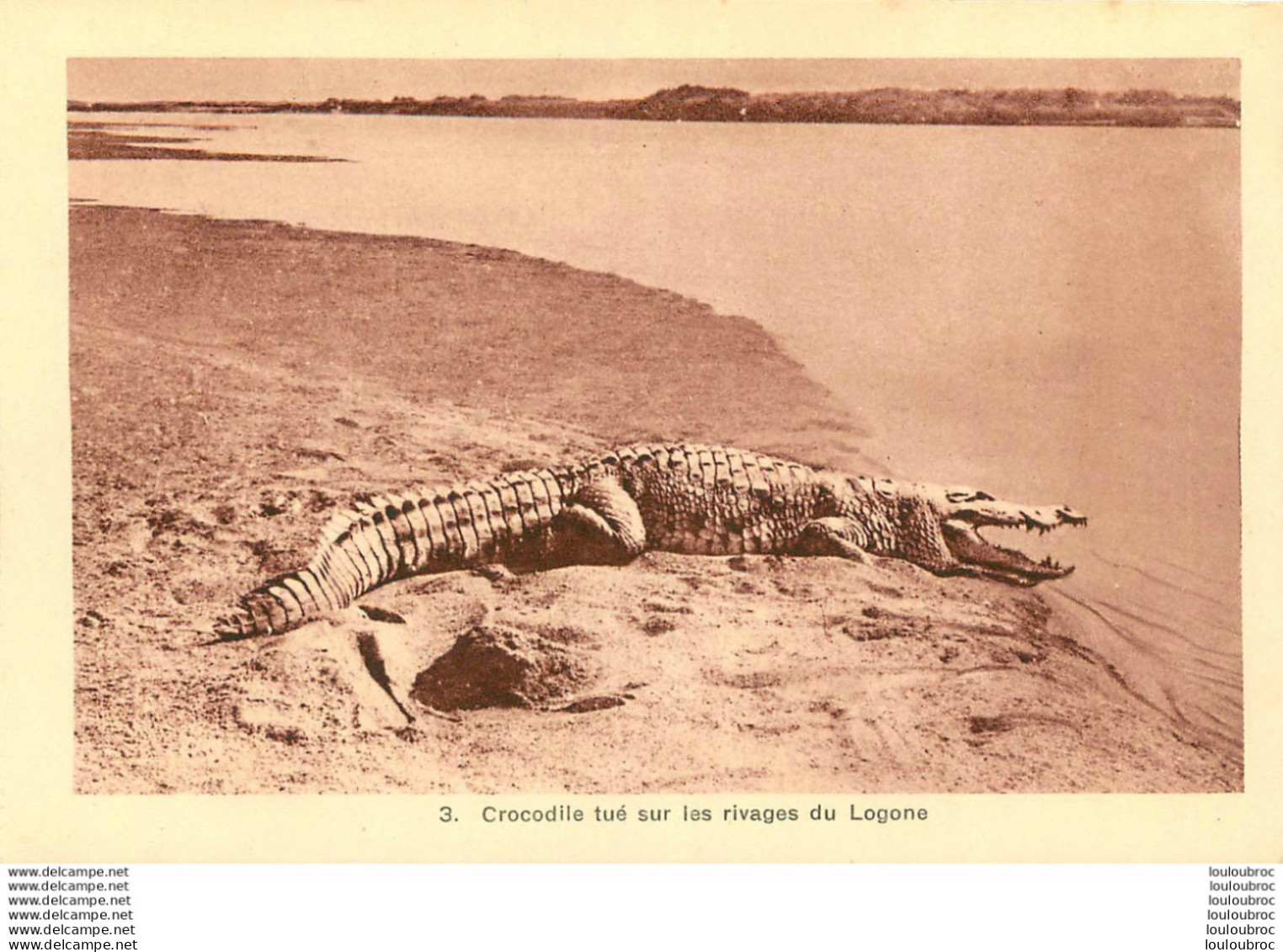 CROCODILE TUE SUR LES RIVAGES DU LAGONE - República Centroafricana