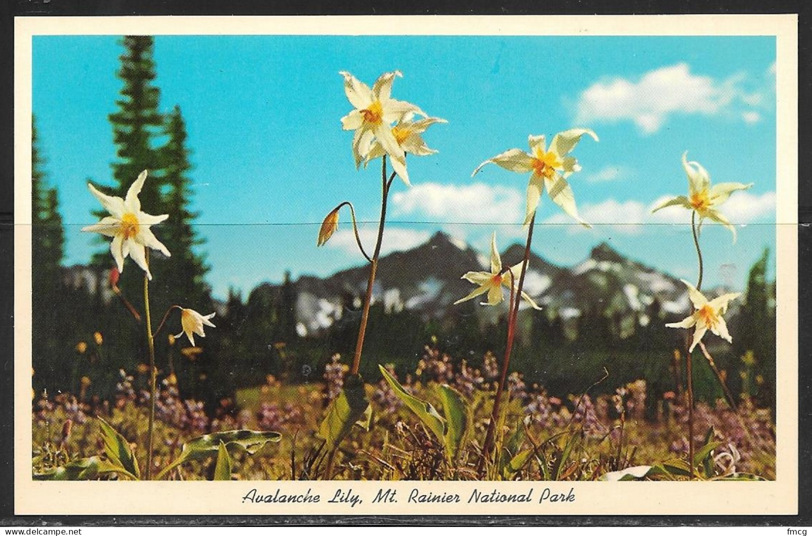 Washington, Mount Rainier NP, Avalanche Lily, Unused - Andere & Zonder Classificatie
