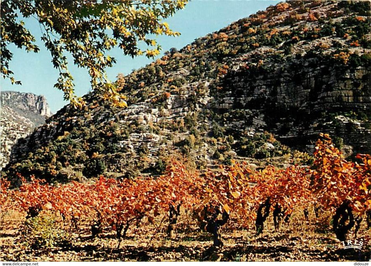 Vignes - Languedoc - Les Vignobles - CPM - Carte Neuve - Voir Scans Recto-Verso - Vignes
