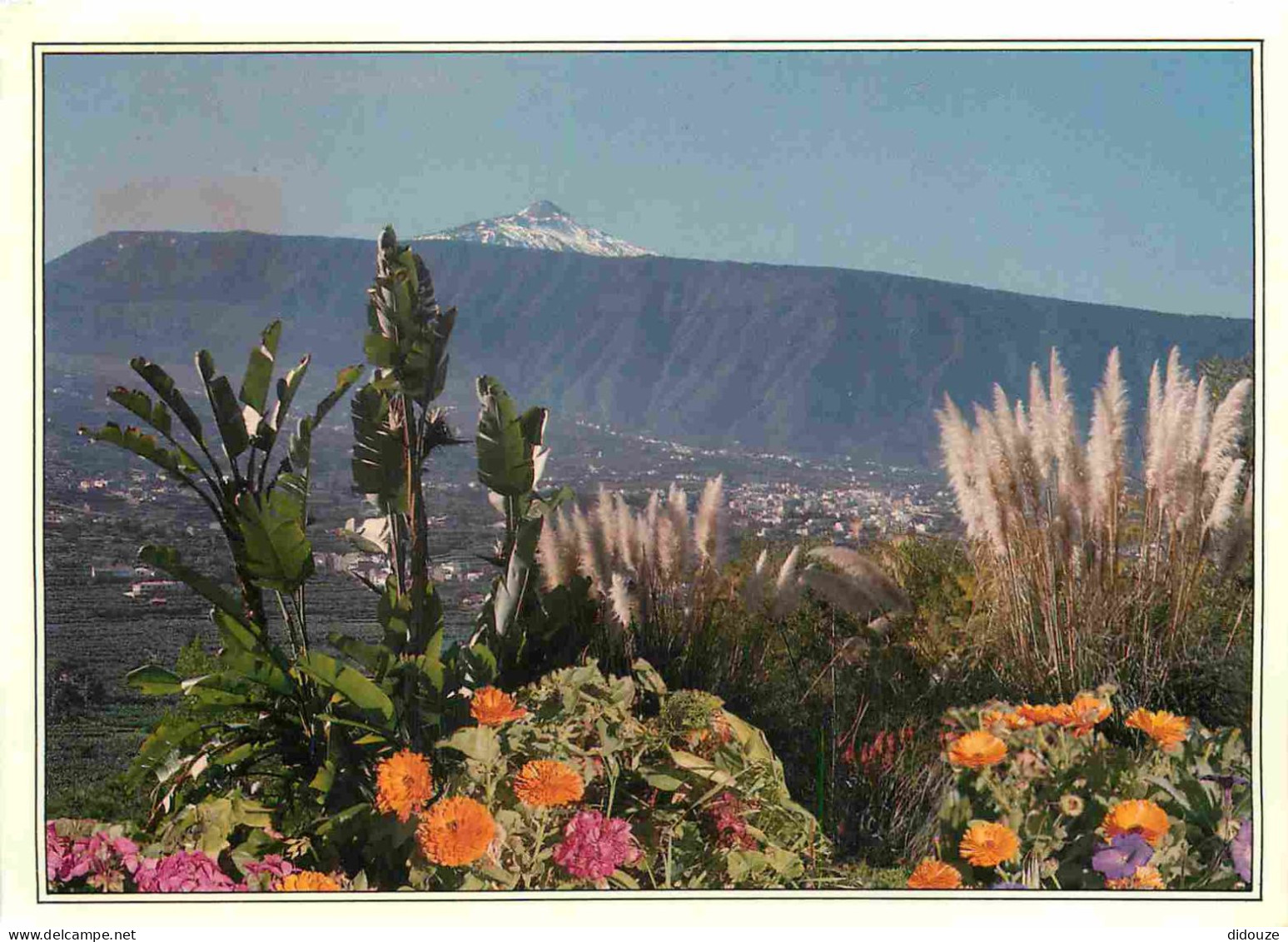 Espagne - Espana - Islas Canarias - Tenerife - Puerto De La Cruz - Paisaje Del Teide - Fleurs - CPM - Voir Scans Recto-V - Tenerife