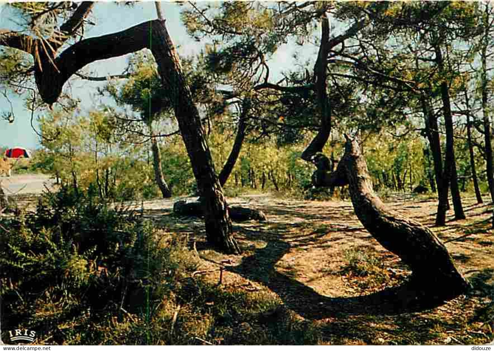 40 - Landes - Foret Landaise - Foret Des Bords De L'Atlantique - Les Pins Tordus - CPM - Voir Scans Recto-Verso - Other & Unclassified