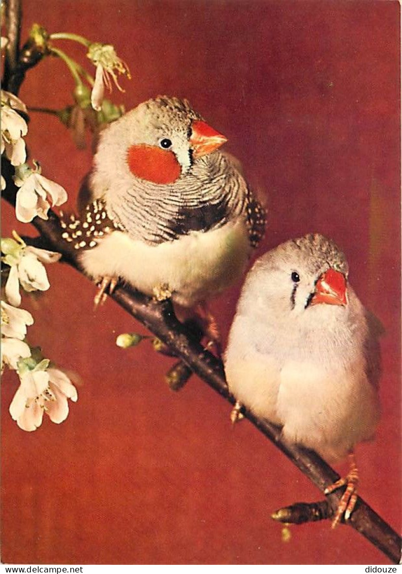 Animaux - Oiseaux - Mandarin - Carte Neuve - CPM - Voir Scans Recto-Verso - Birds