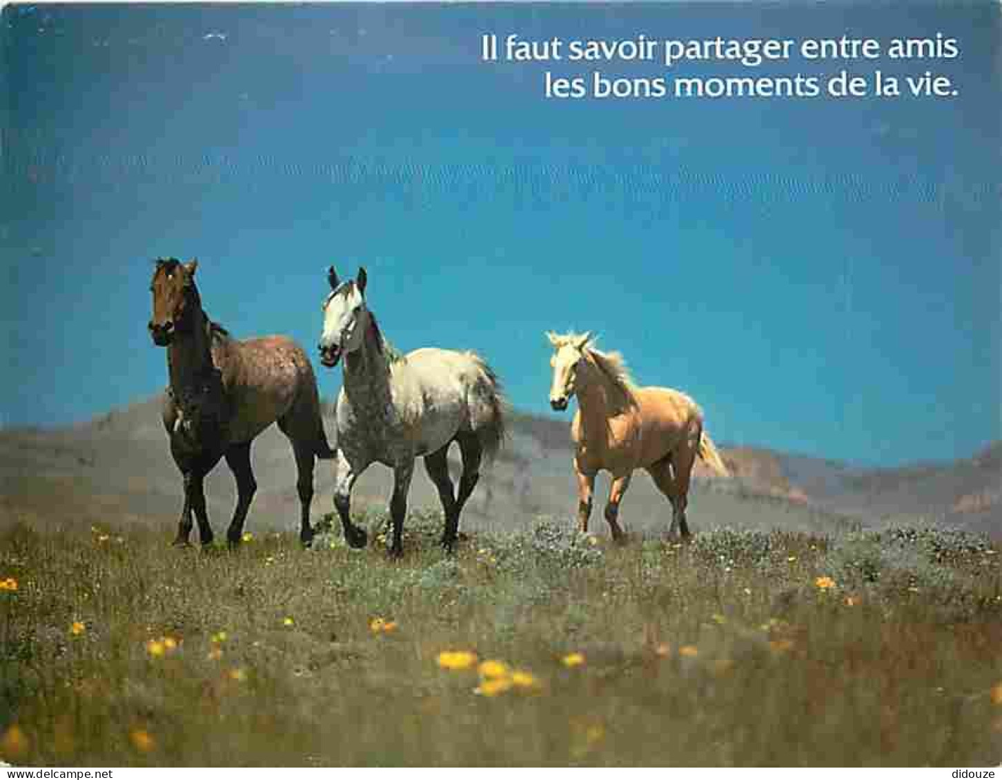 Animaux - Chevaux - Chevaux En Pature - Carte Neuve - CPM - Voir Scans Recto-Verso - Horses