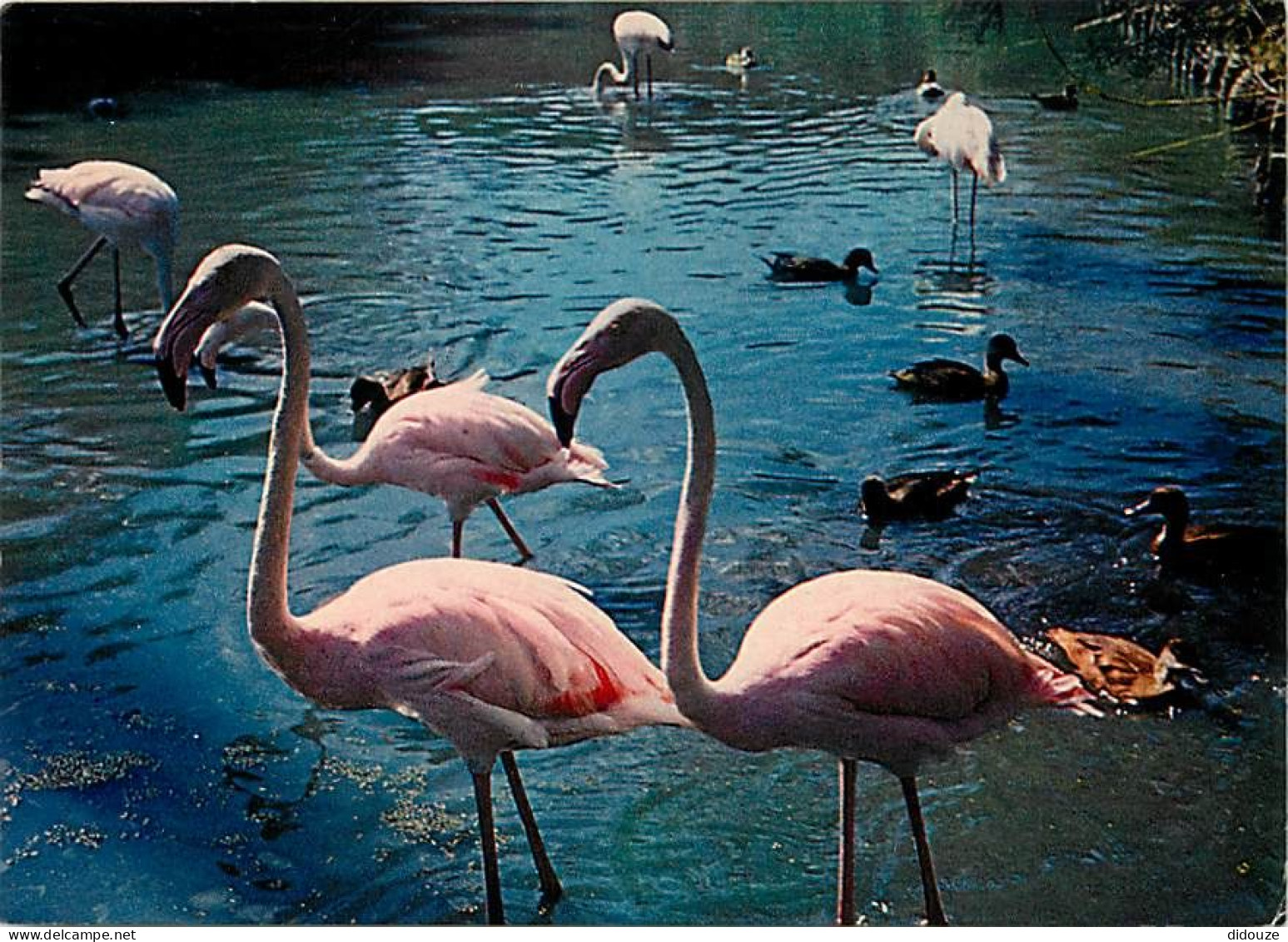 Oiseaux - Flamants Roses - Camargue - Flamingos - CPM - Voir Scans Recto-Verso - Birds