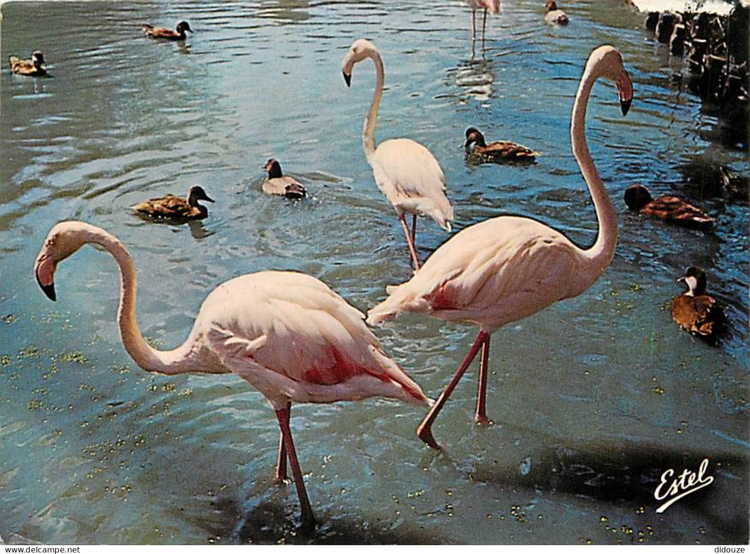 Oiseaux - Flamants Roses - Camargue - Flamingos - CPM - Voir Scans Recto-Verso - Birds