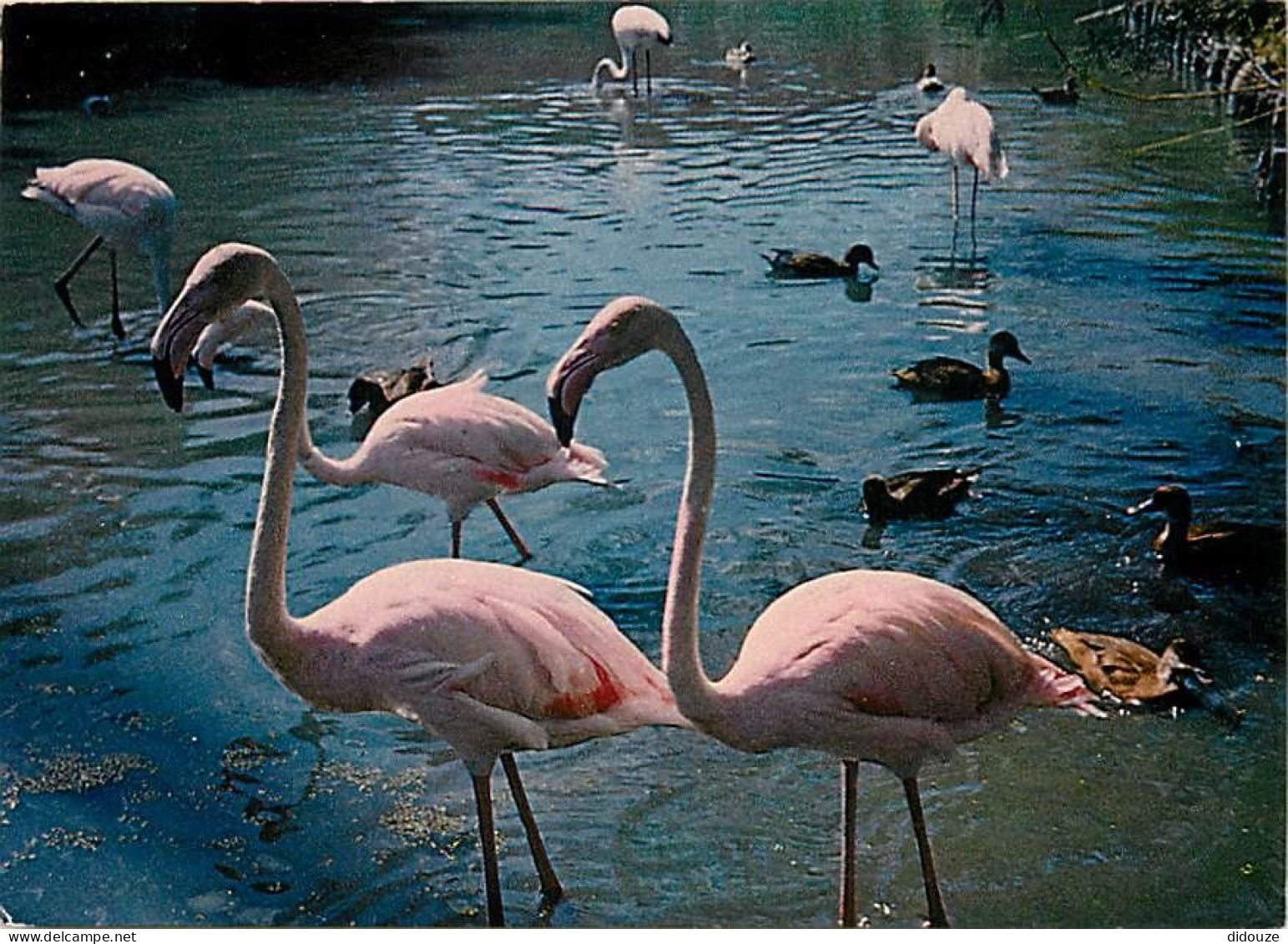 Oiseaux - Flamants Roses - Flamingos - CPM - Voir Scans Recto-Verso - Birds